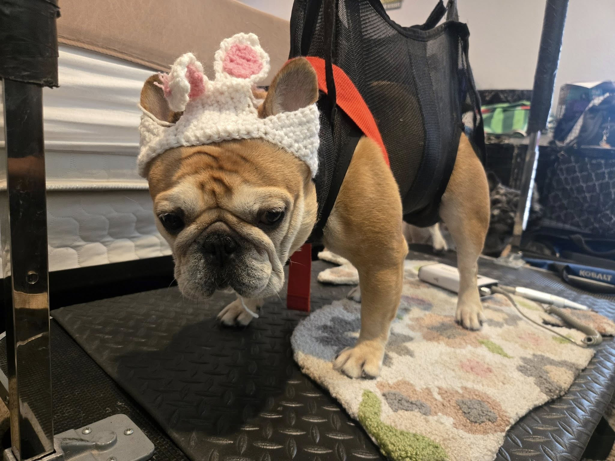 D.O.G Nail Care Professionals Tampa