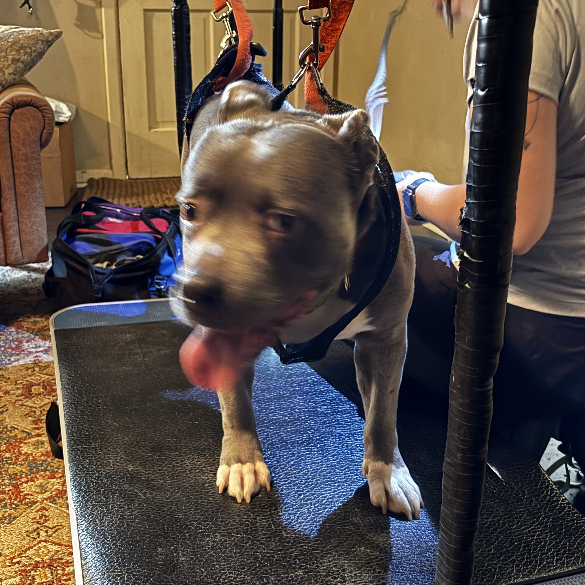 D.O.G Nail Care Professionals Tampa