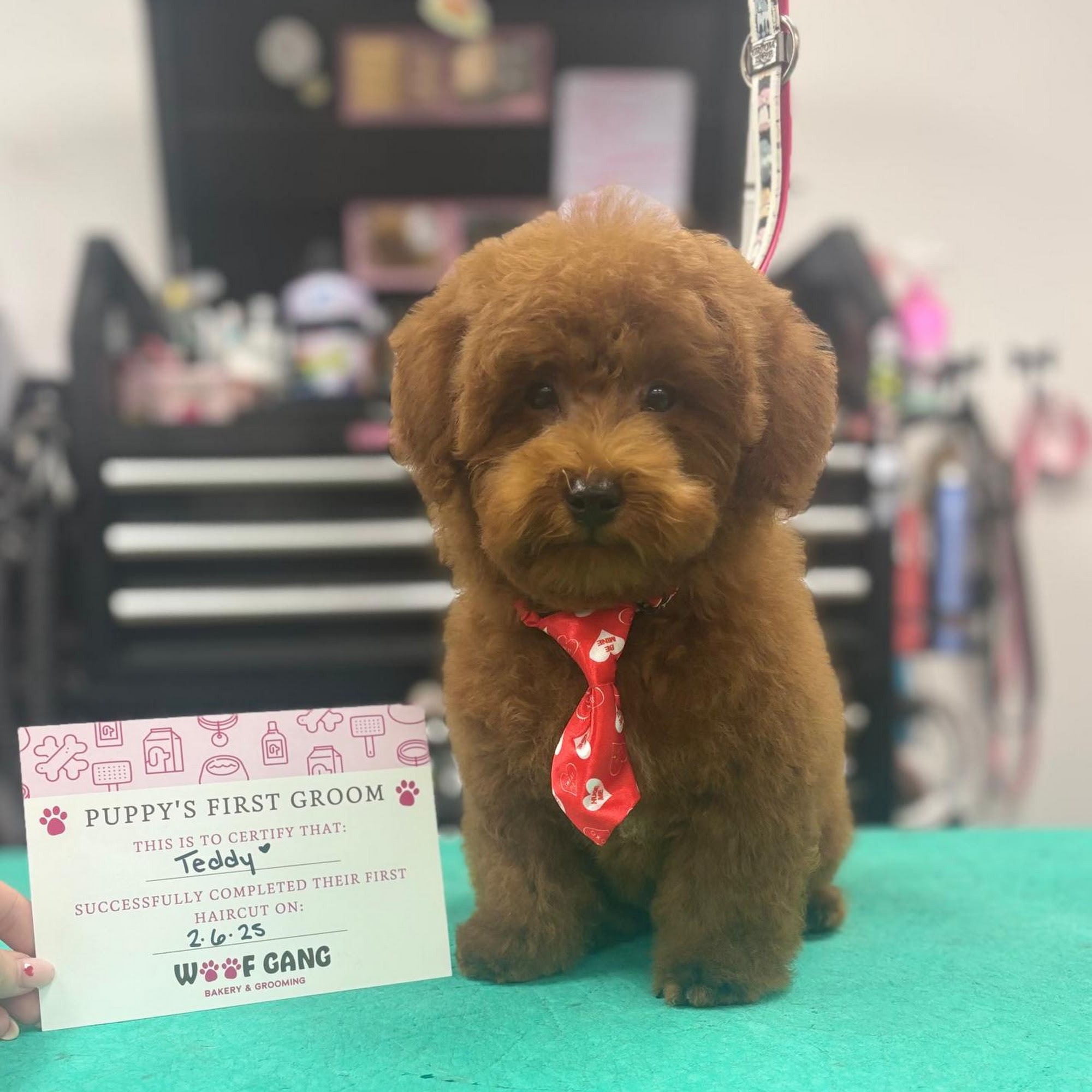 Woof Gang Bakery & Grooming New Tampa Tampa