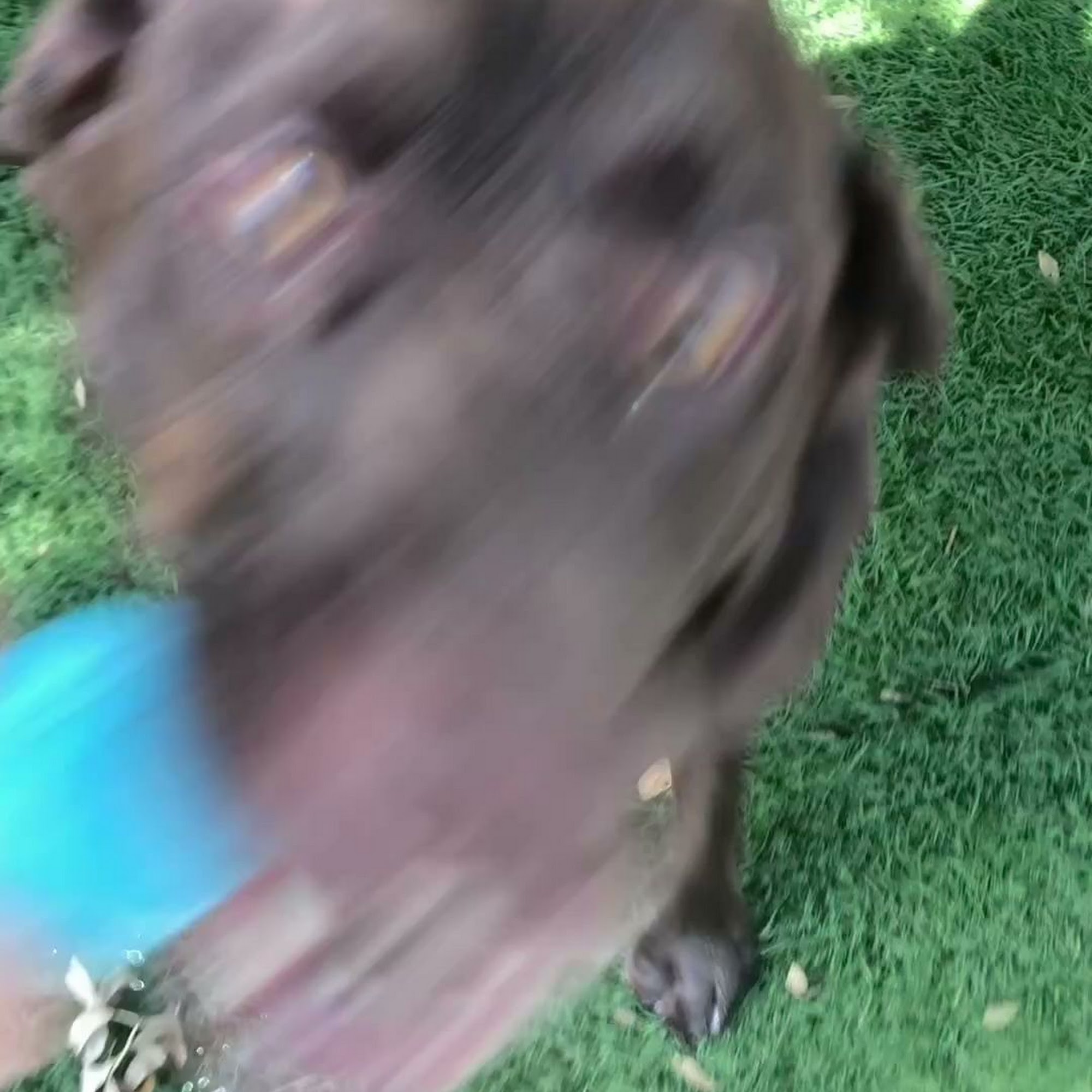 Paws Paradise Fur Life Tampa