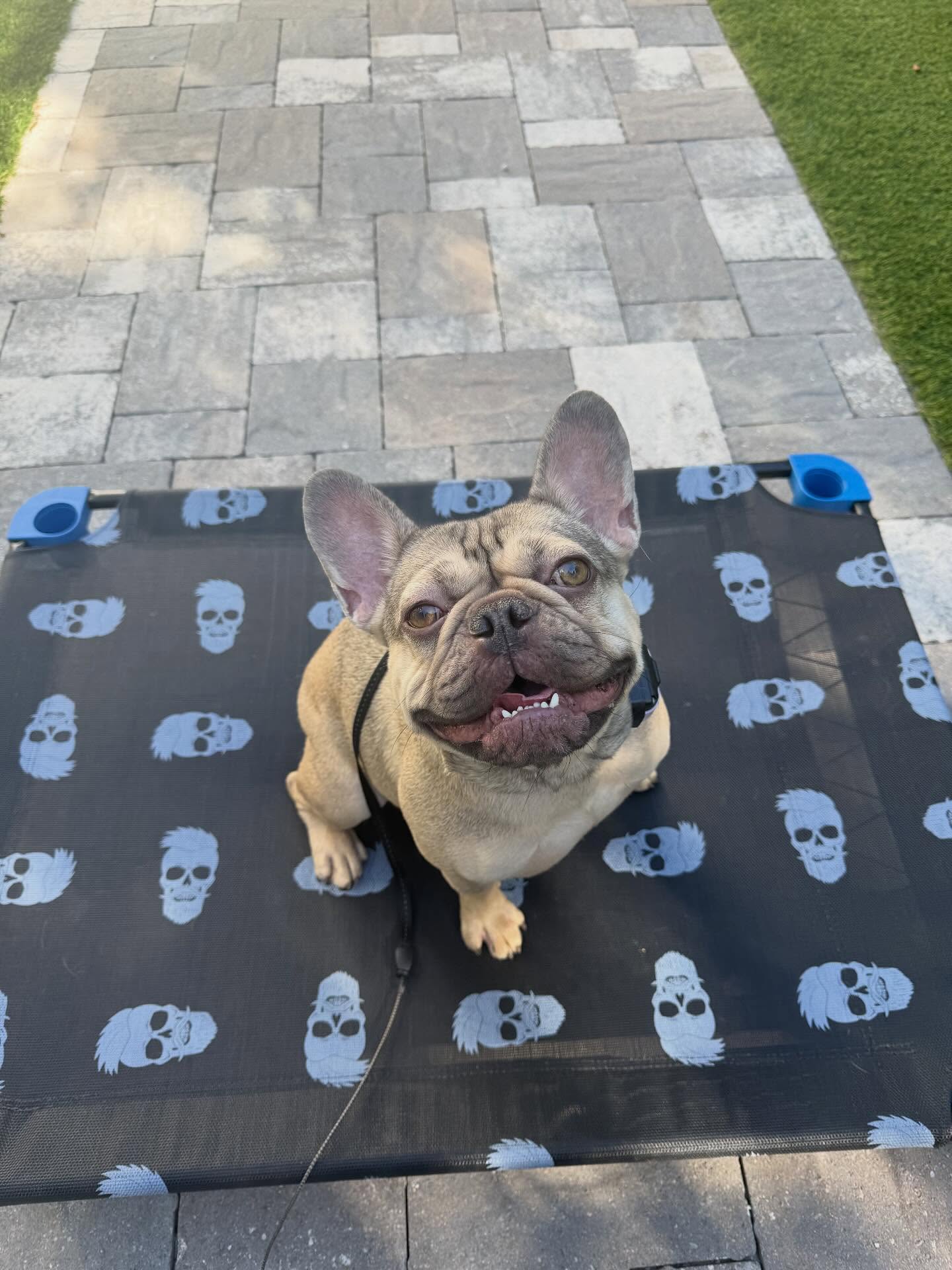 All Dogs Unleashed Dog Training Tampa Tampa