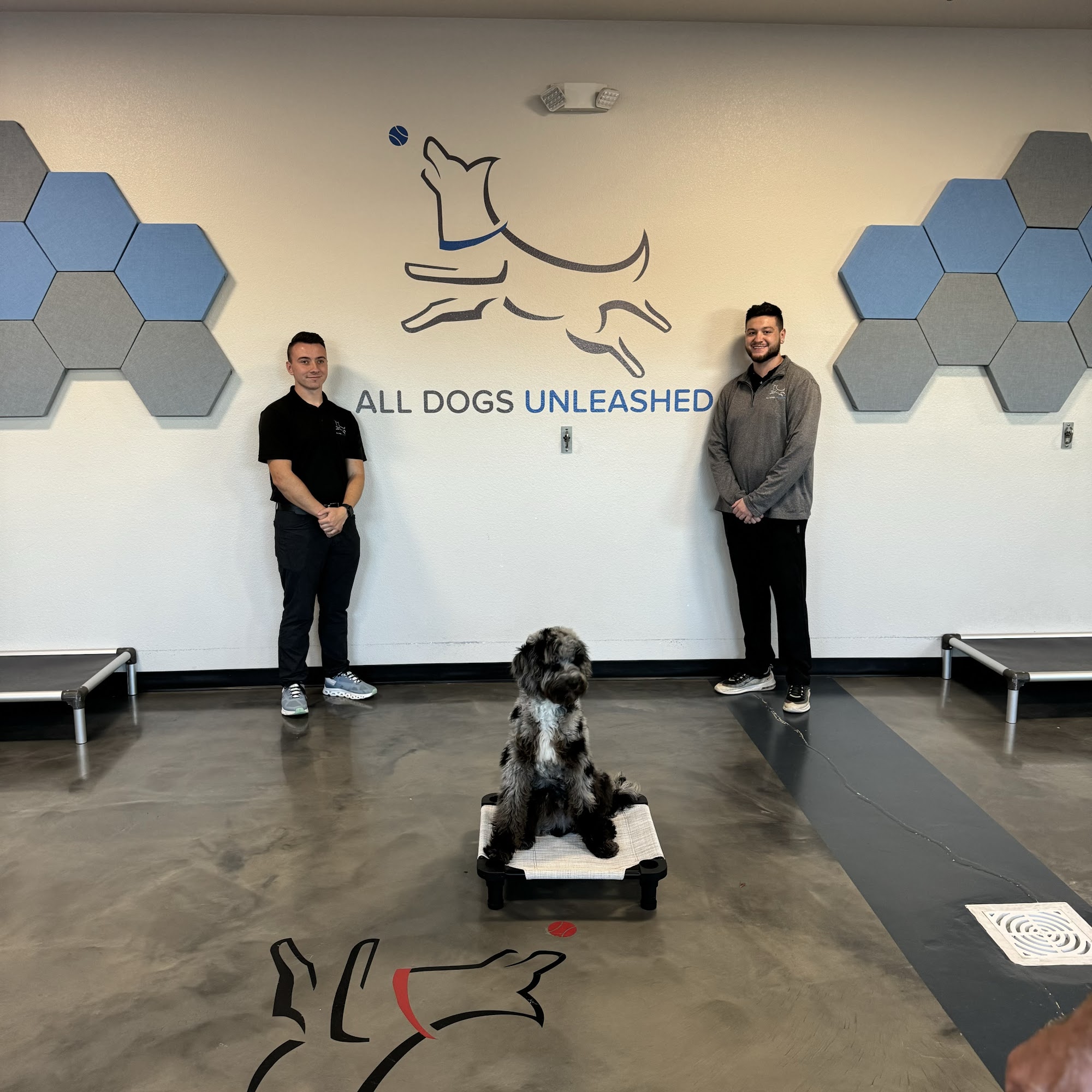 All Dogs Unleashed Dog Training Tampa Tampa