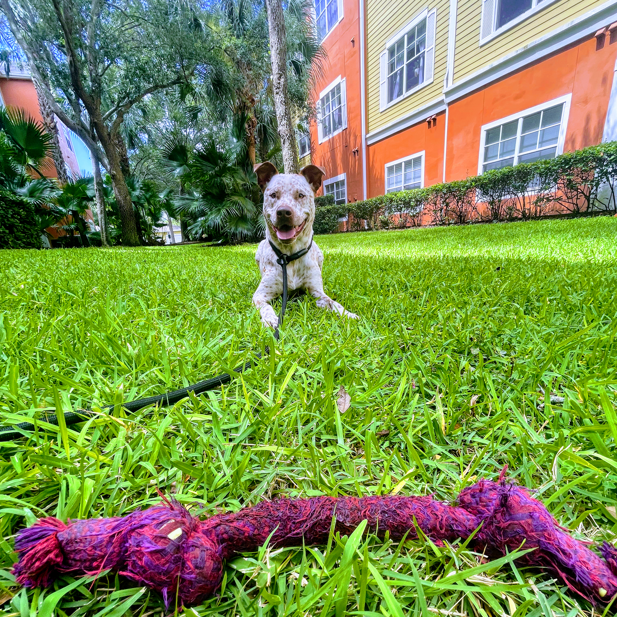 Awoken K9 Tampa