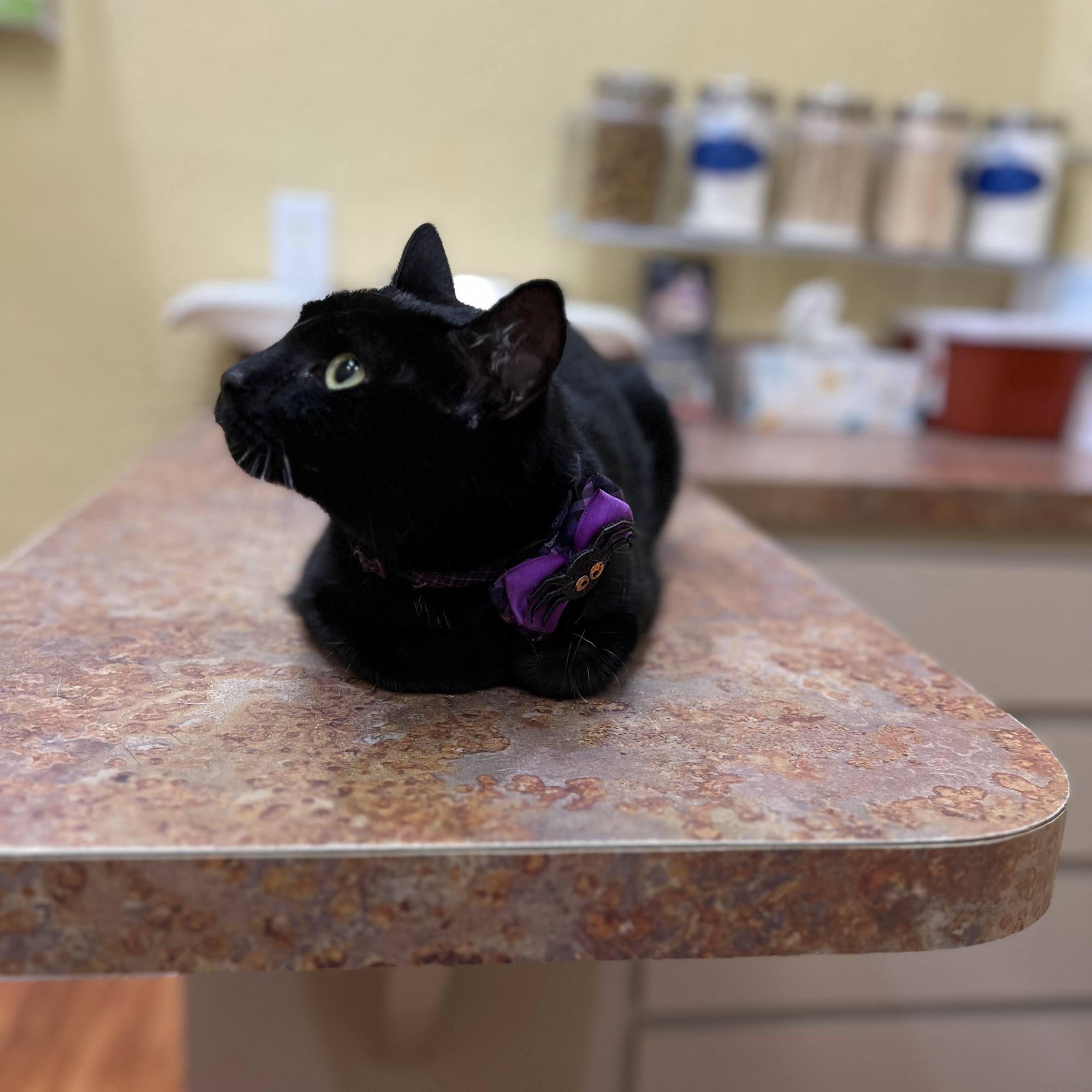 Tarpon Animal Hospital Tarpon Springs