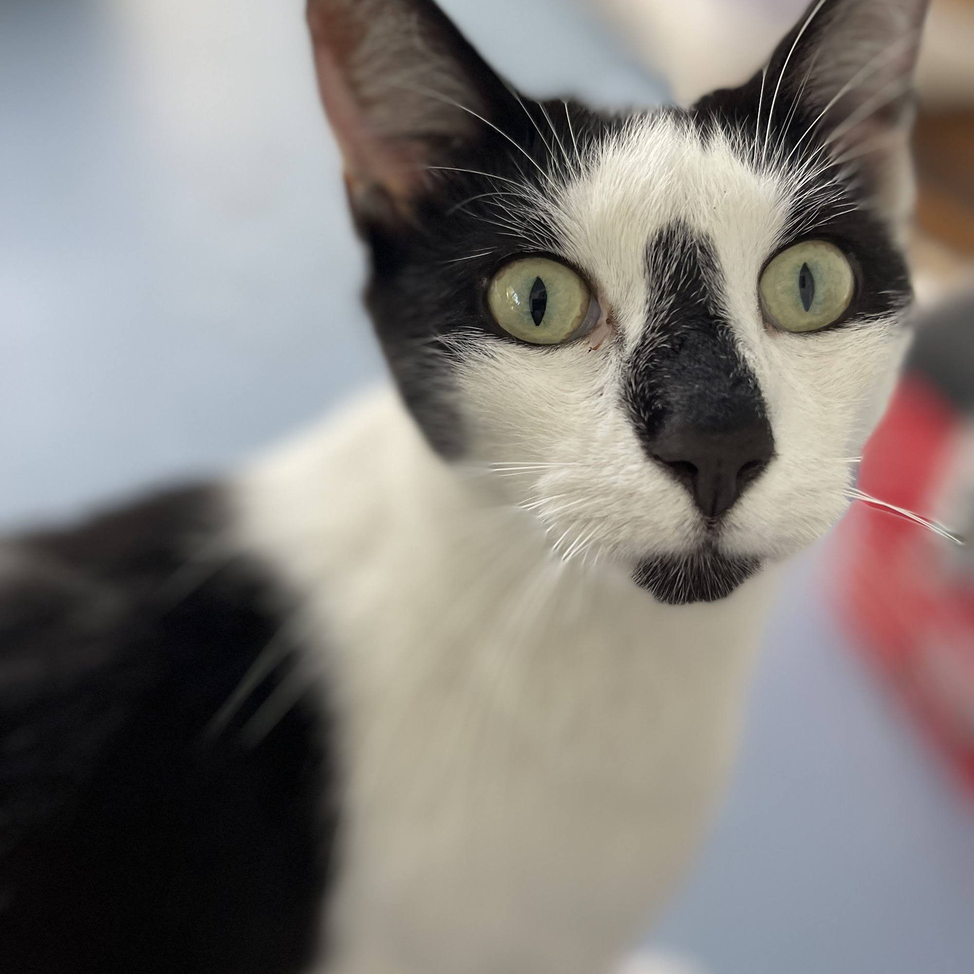 Anclote Animal Hospital Tarpon Springs