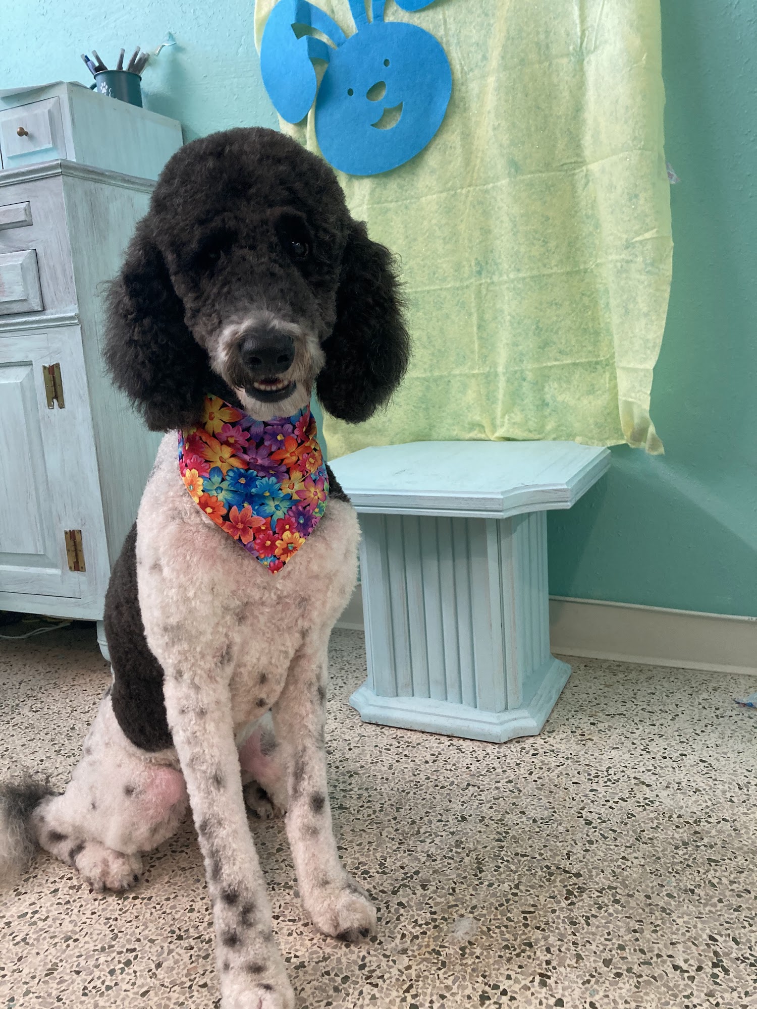 Dockside Doggies Pet Grooming Tarpon Springs