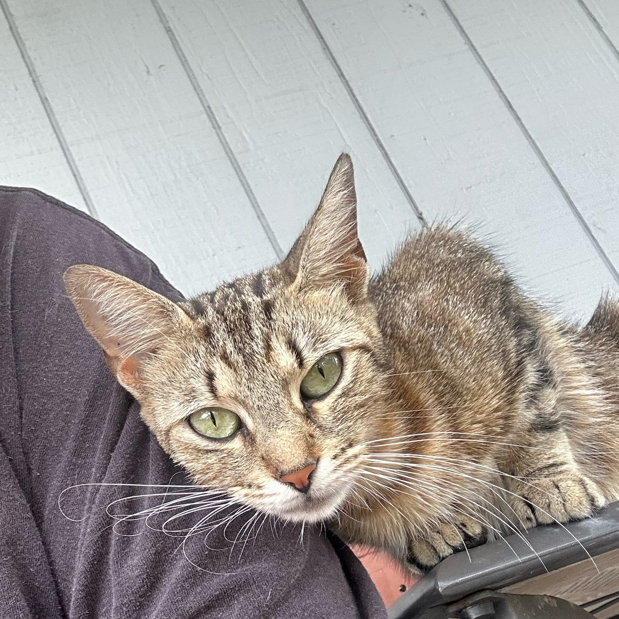 Misfit Clinic Tavares