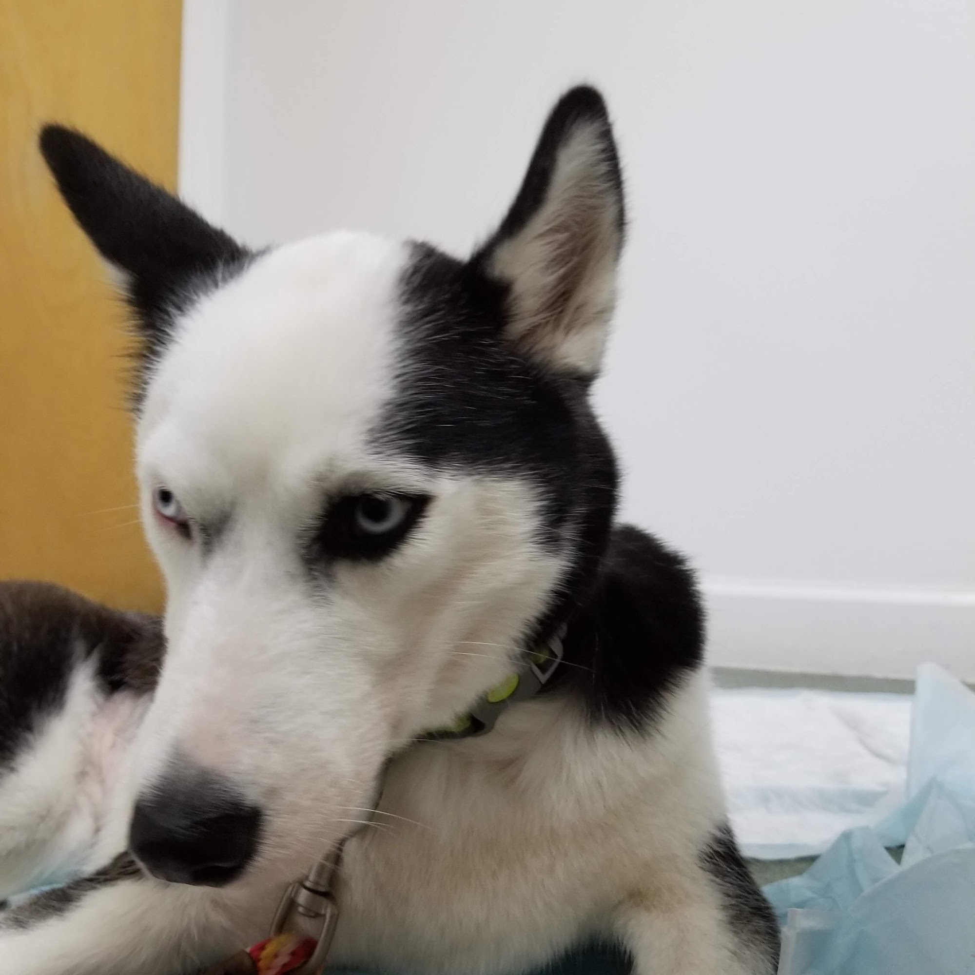 Tavares Animal Hospital Tavares