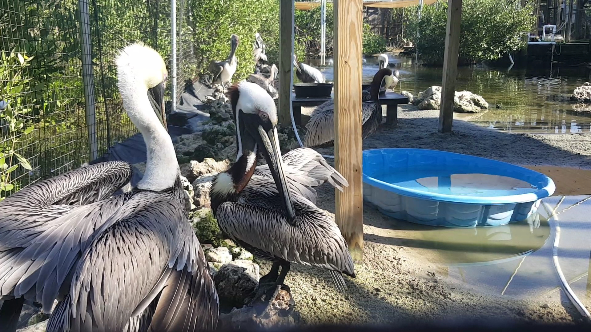 Florida Keys Wild Bird Center - Bird Sanctuary Tavernier