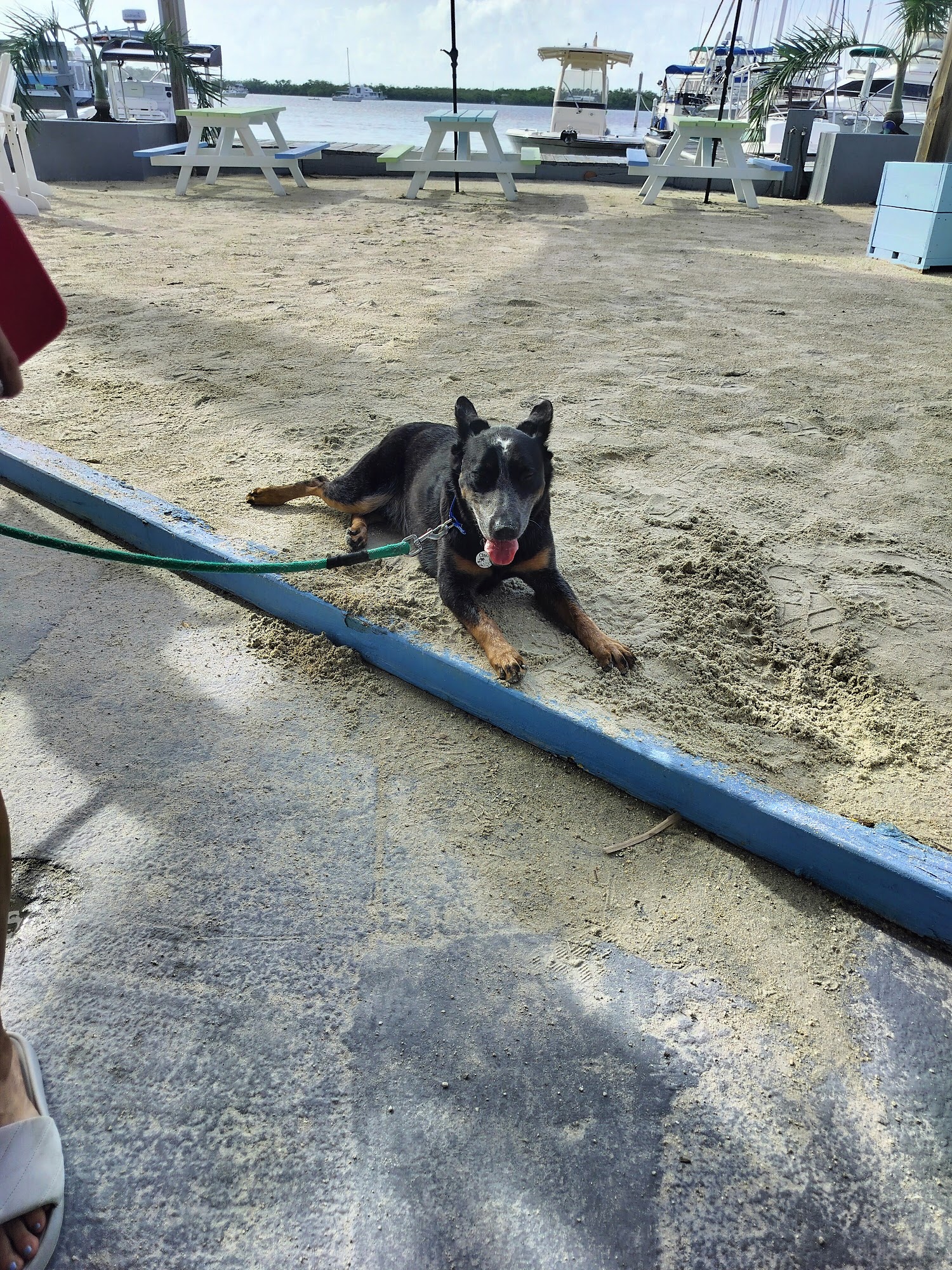 Dive Bar on the Bay Tavernier