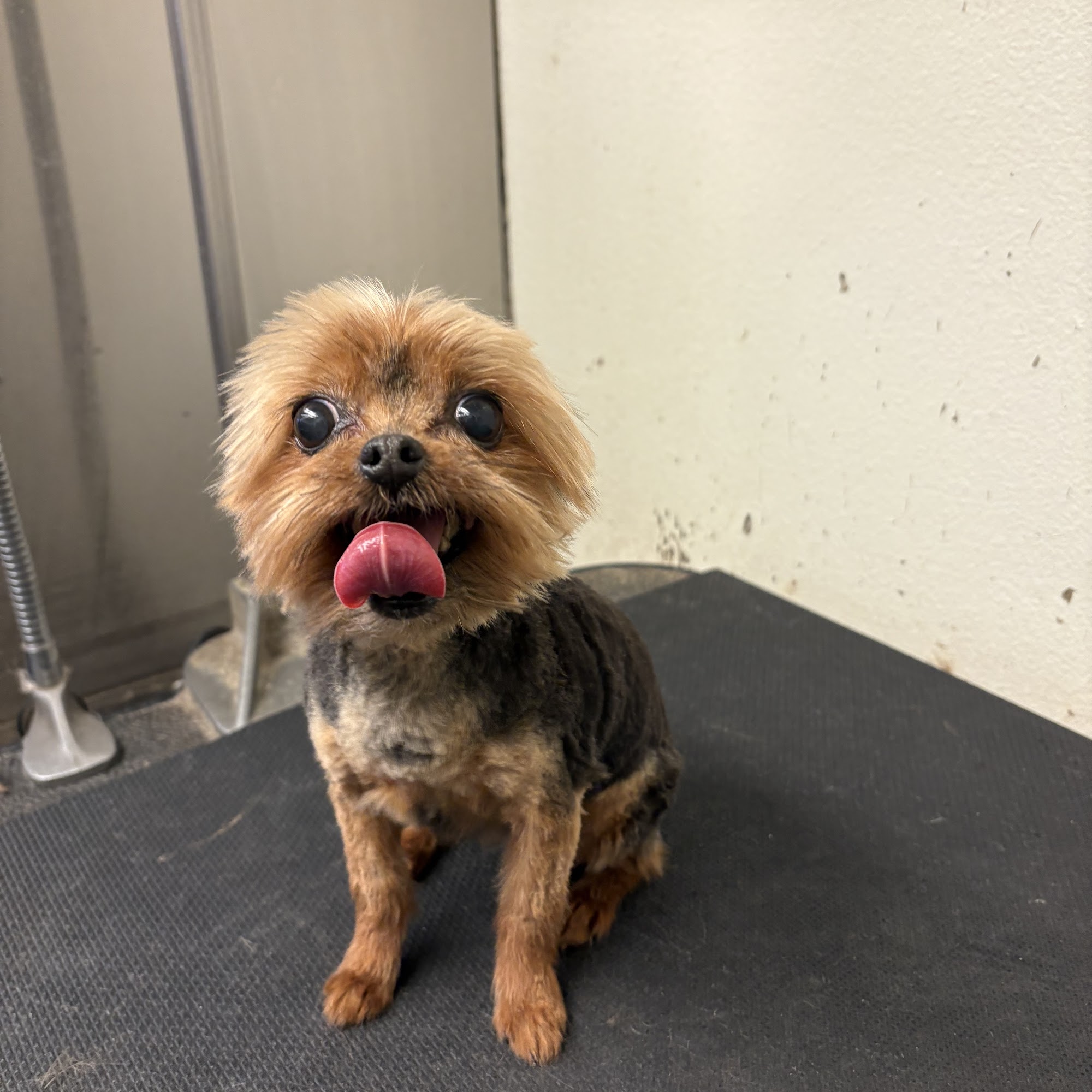 Colony Plaza Animal Hospital The Villages