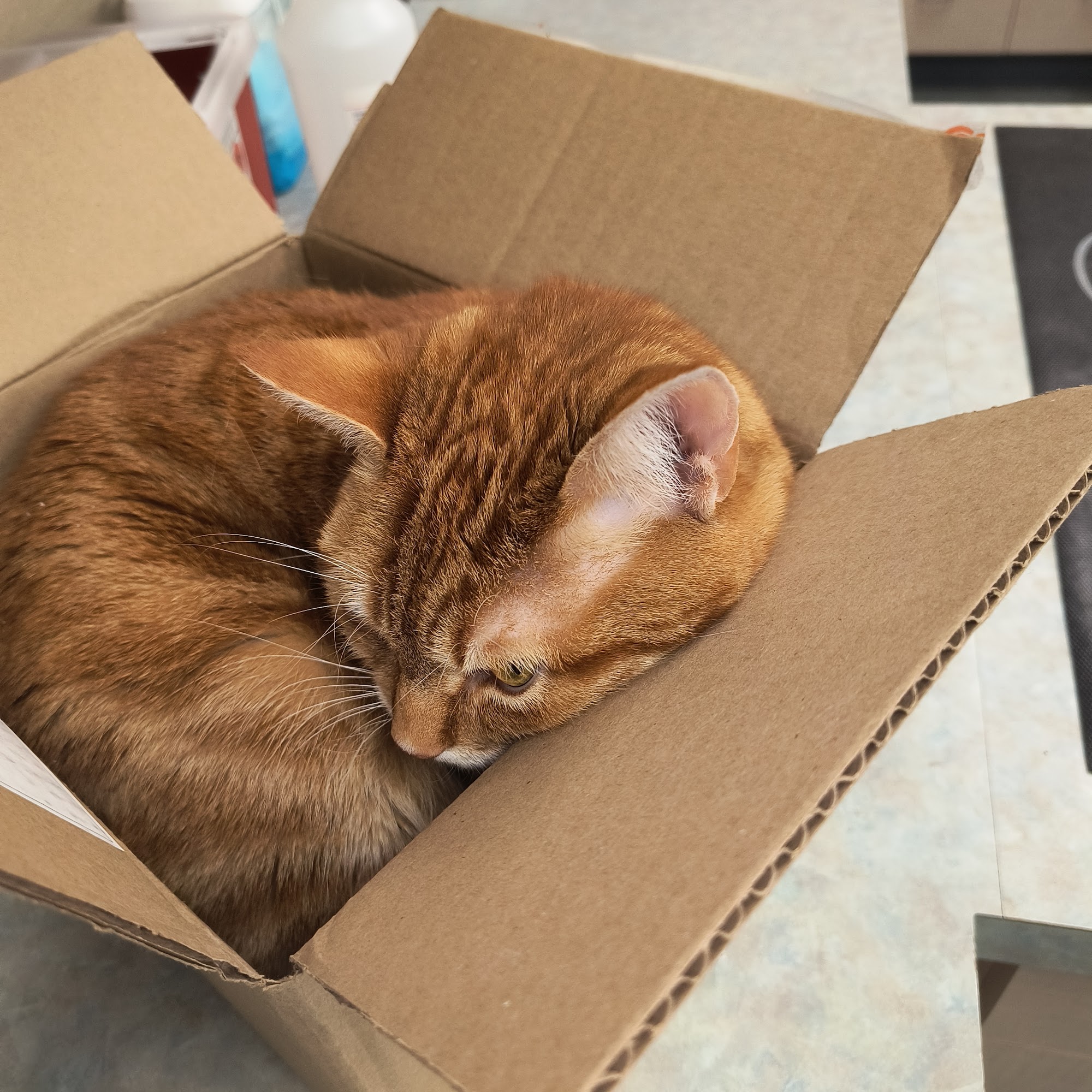 Paws Animal Hospital The Villages