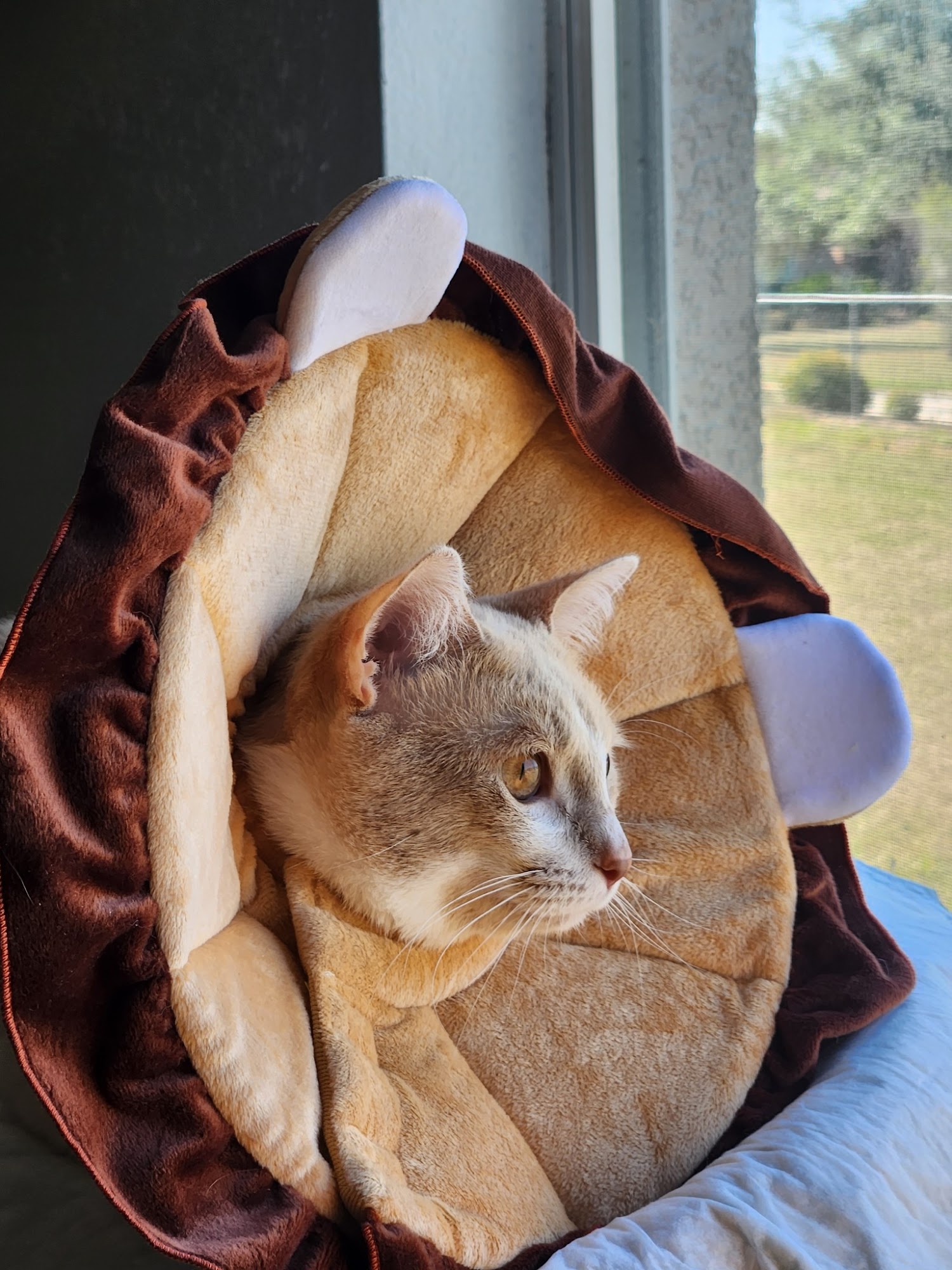 Companion Pet Hospital Thonotosassa