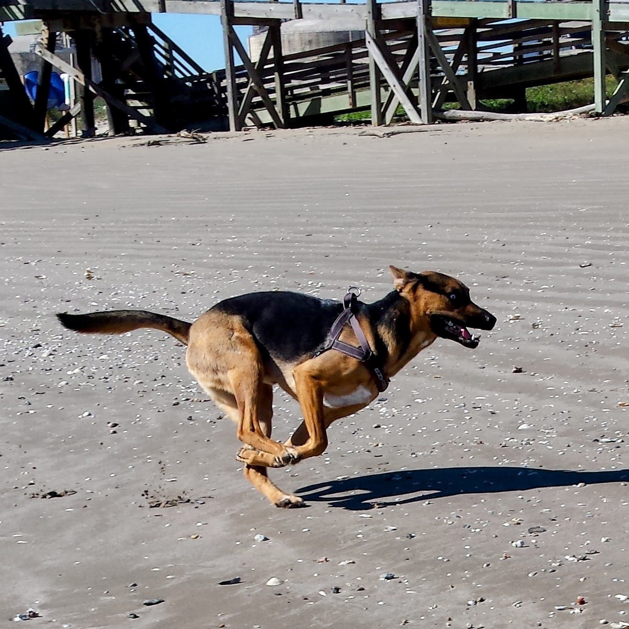 Garden Street Animal Hospital Titusville