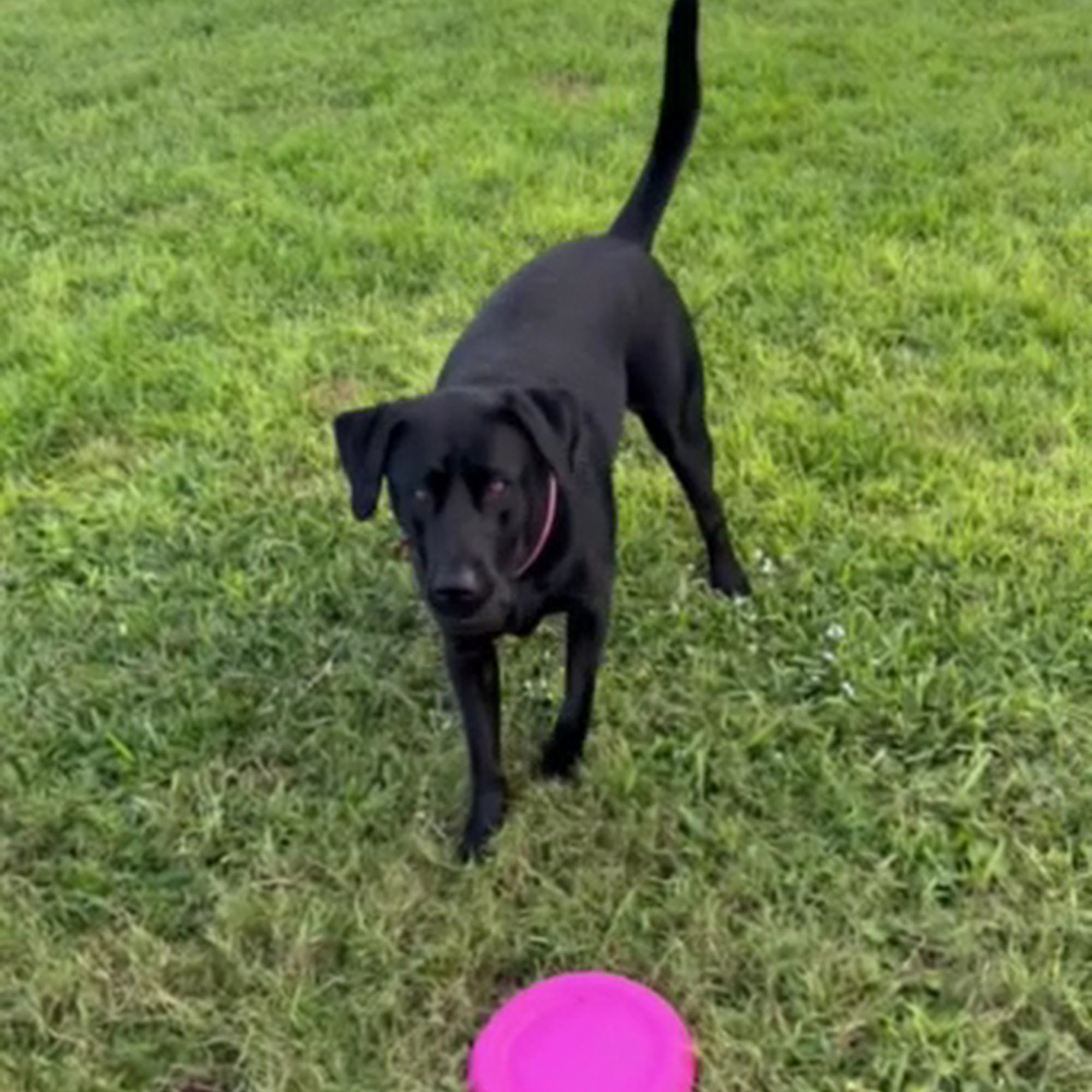 Young's Animal Hospital Titusville