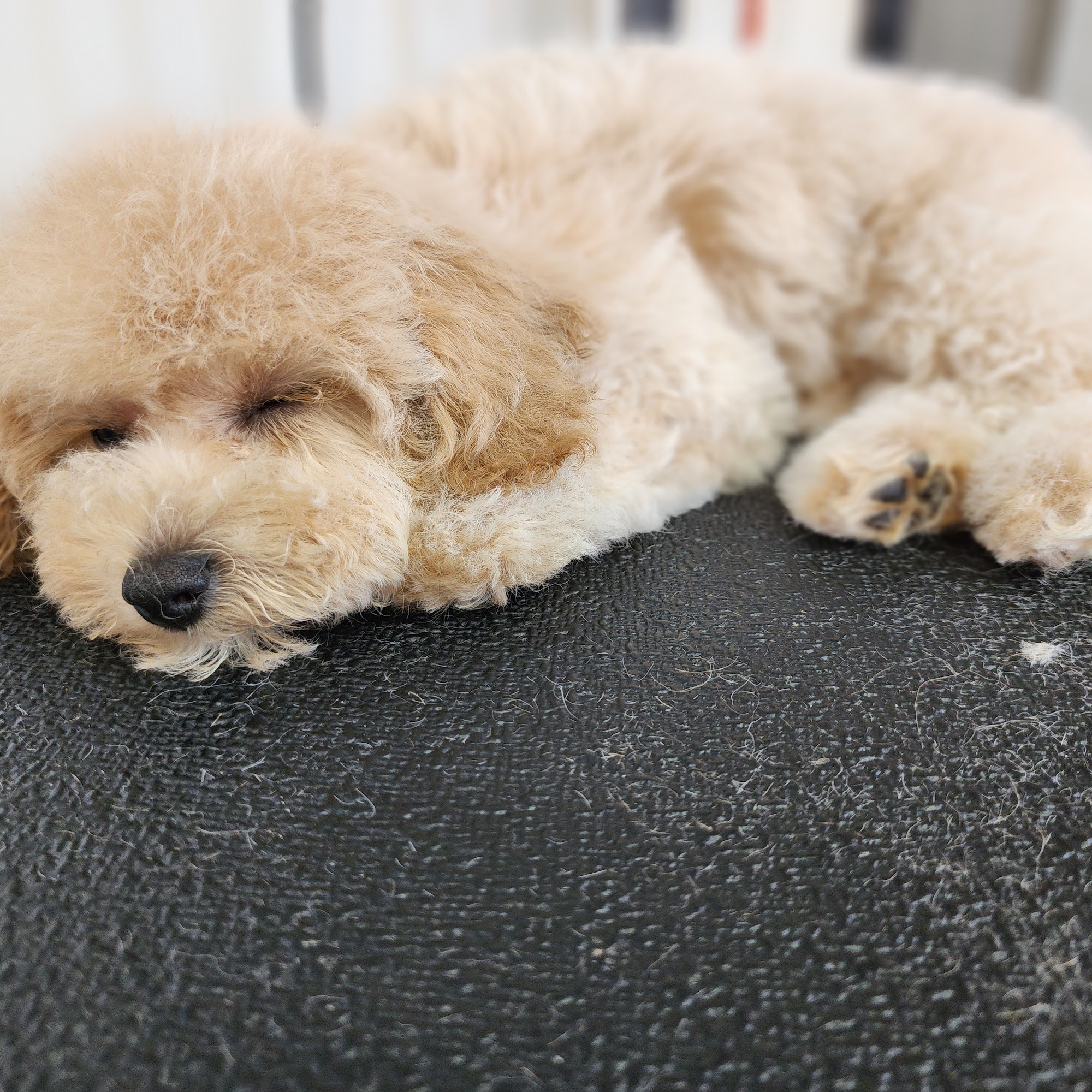 Grooming Shoppe Titusville