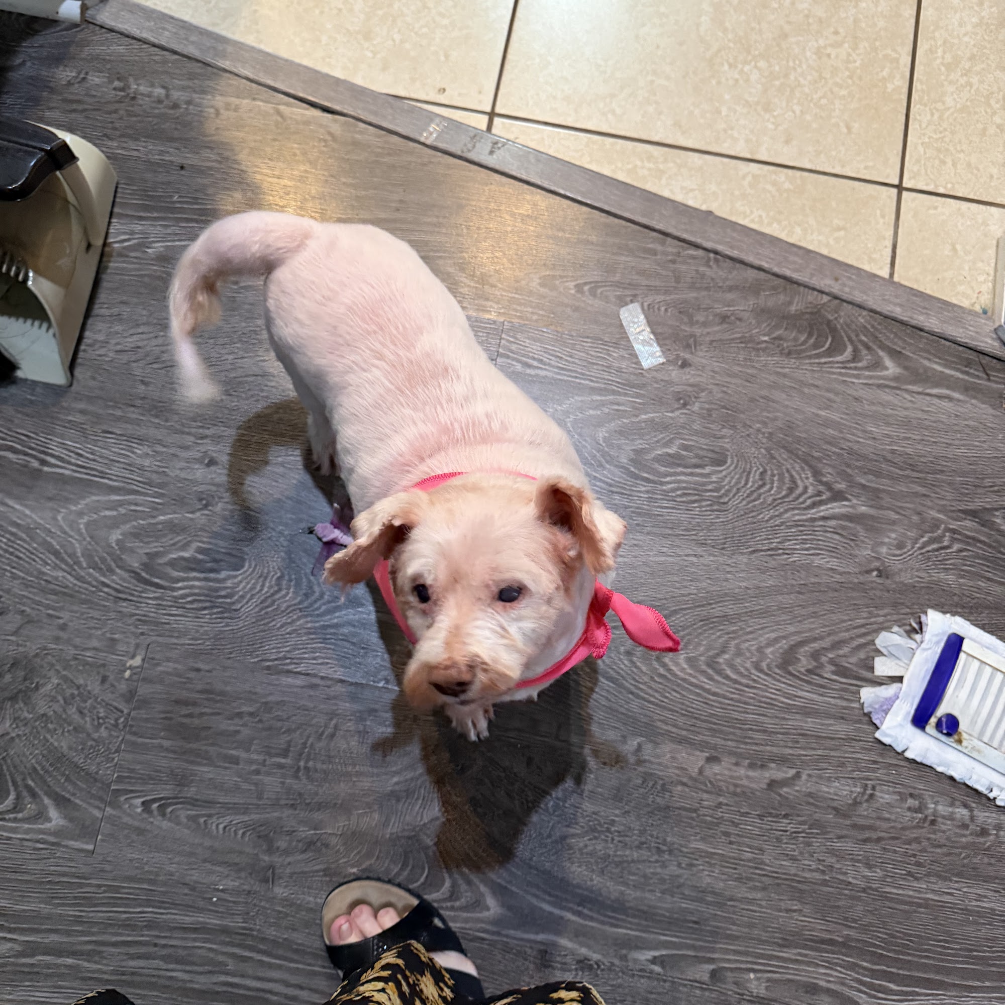 Fur Ever Natural & Fresh Mobile Pet Grooming Trinity