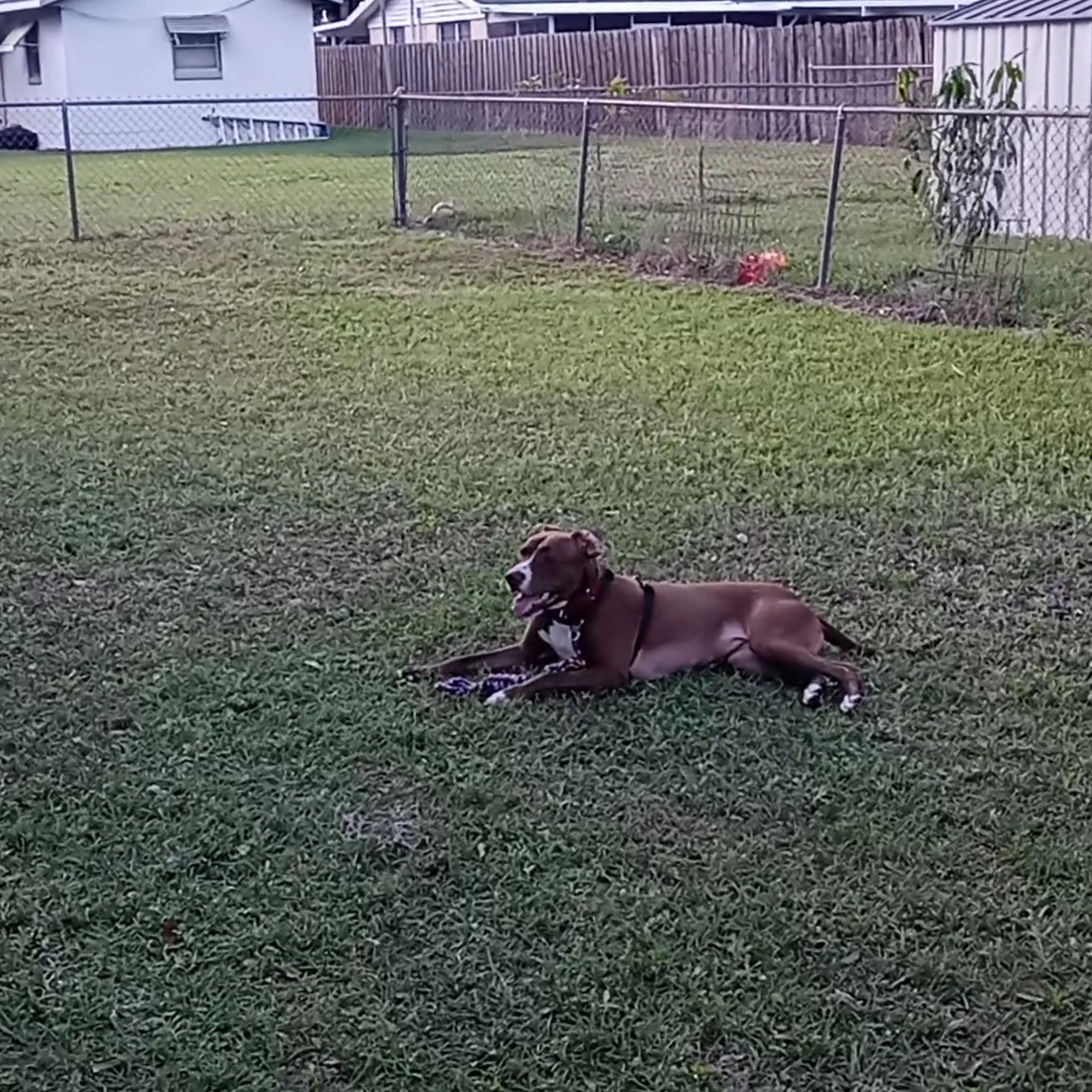 Humane Society of Lake County Umatilla