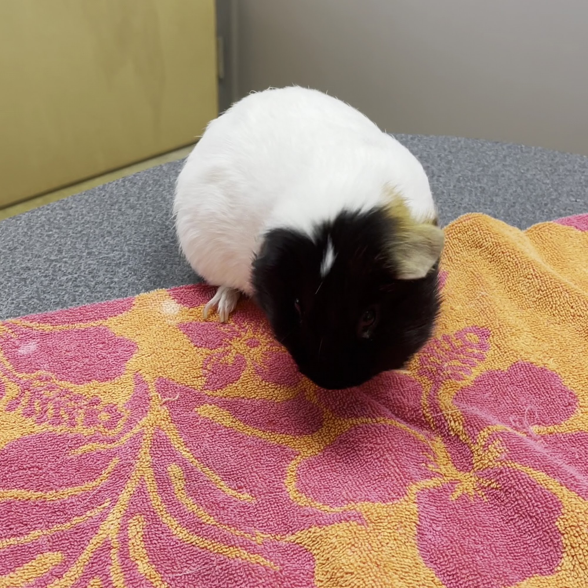 Valrico Animal Clinic Valrico