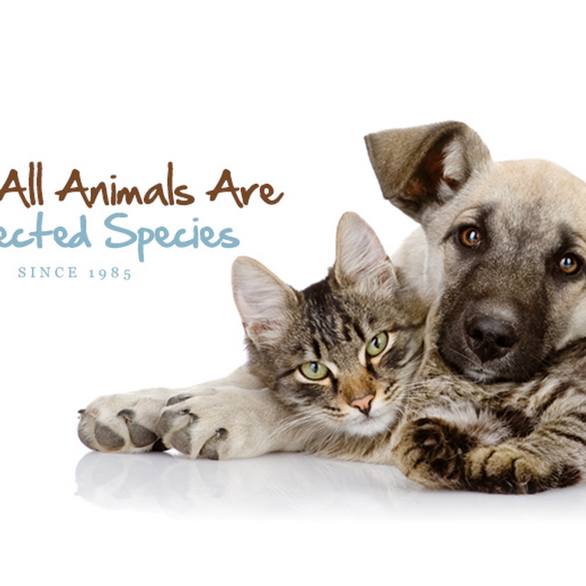 Bloomingdale Animal Hospital Valrico