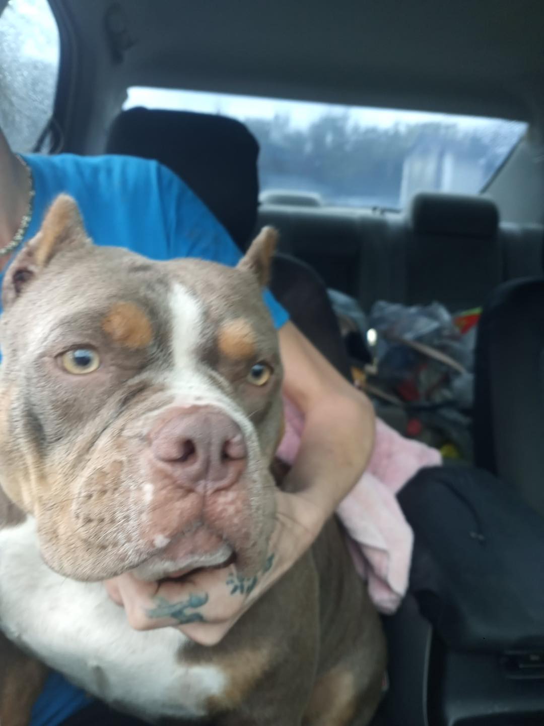 Barbara's Pet Grooming Valrico