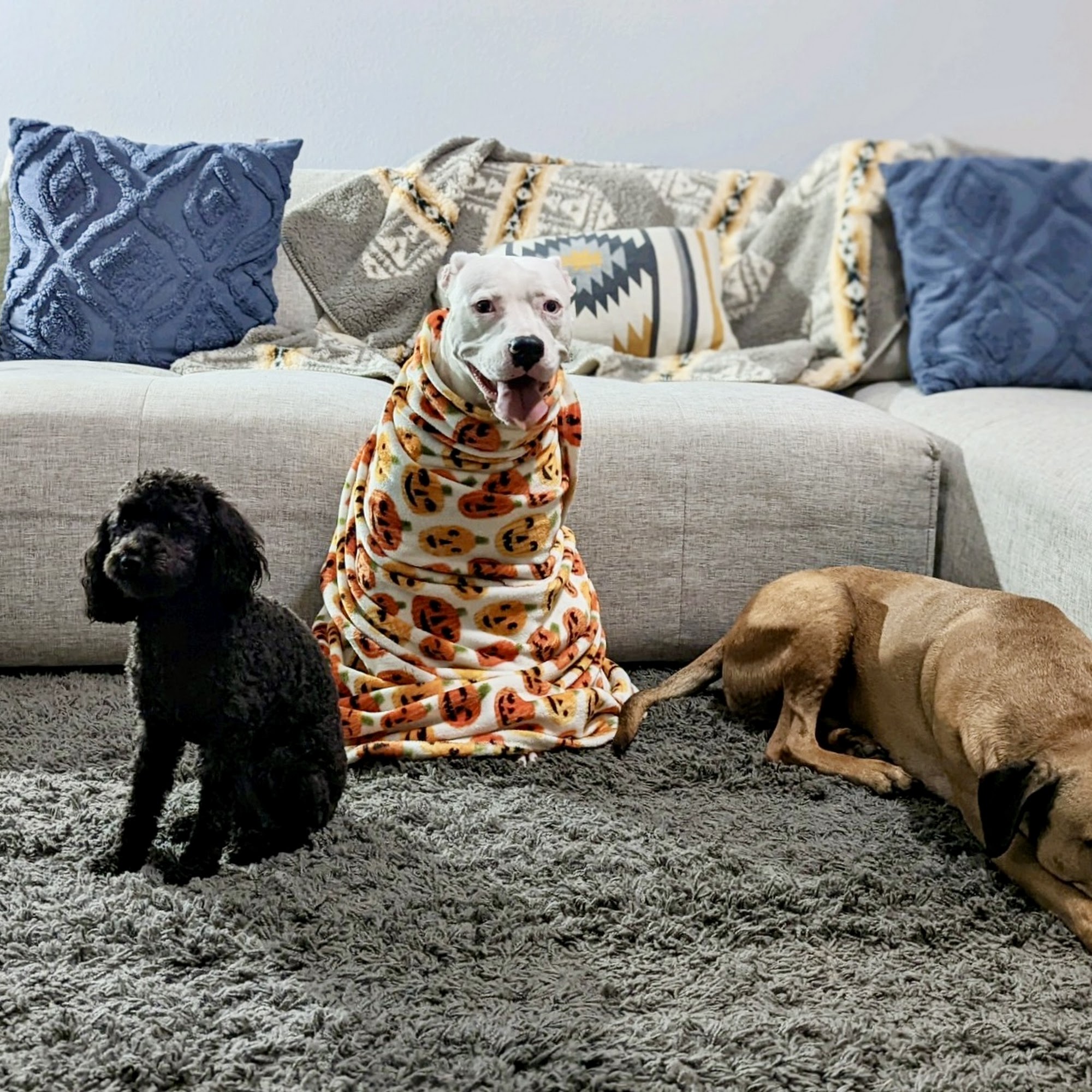 Wags and Whiskers Pet Visits Valrico