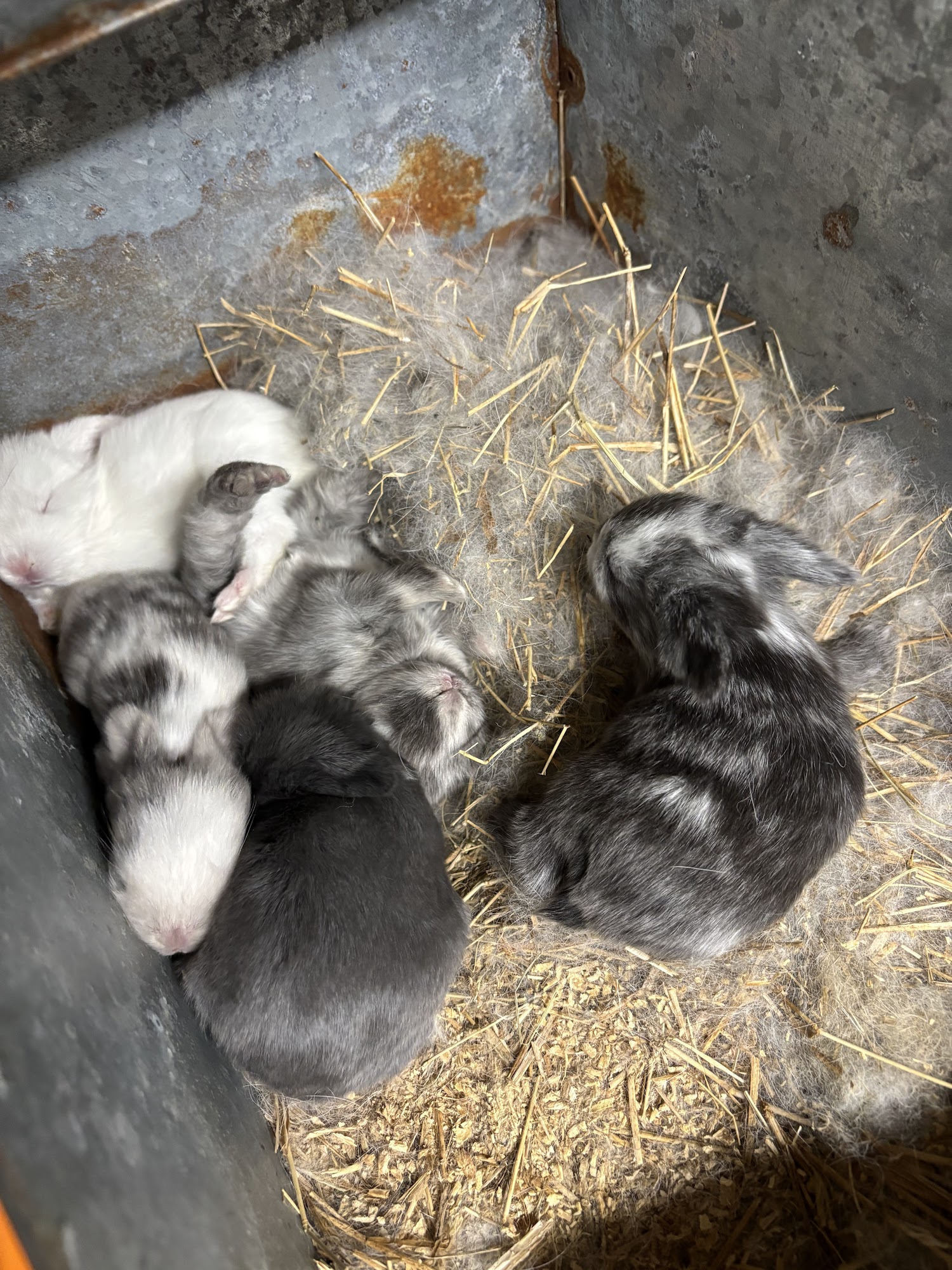 Lop Bunny Acres Valrico