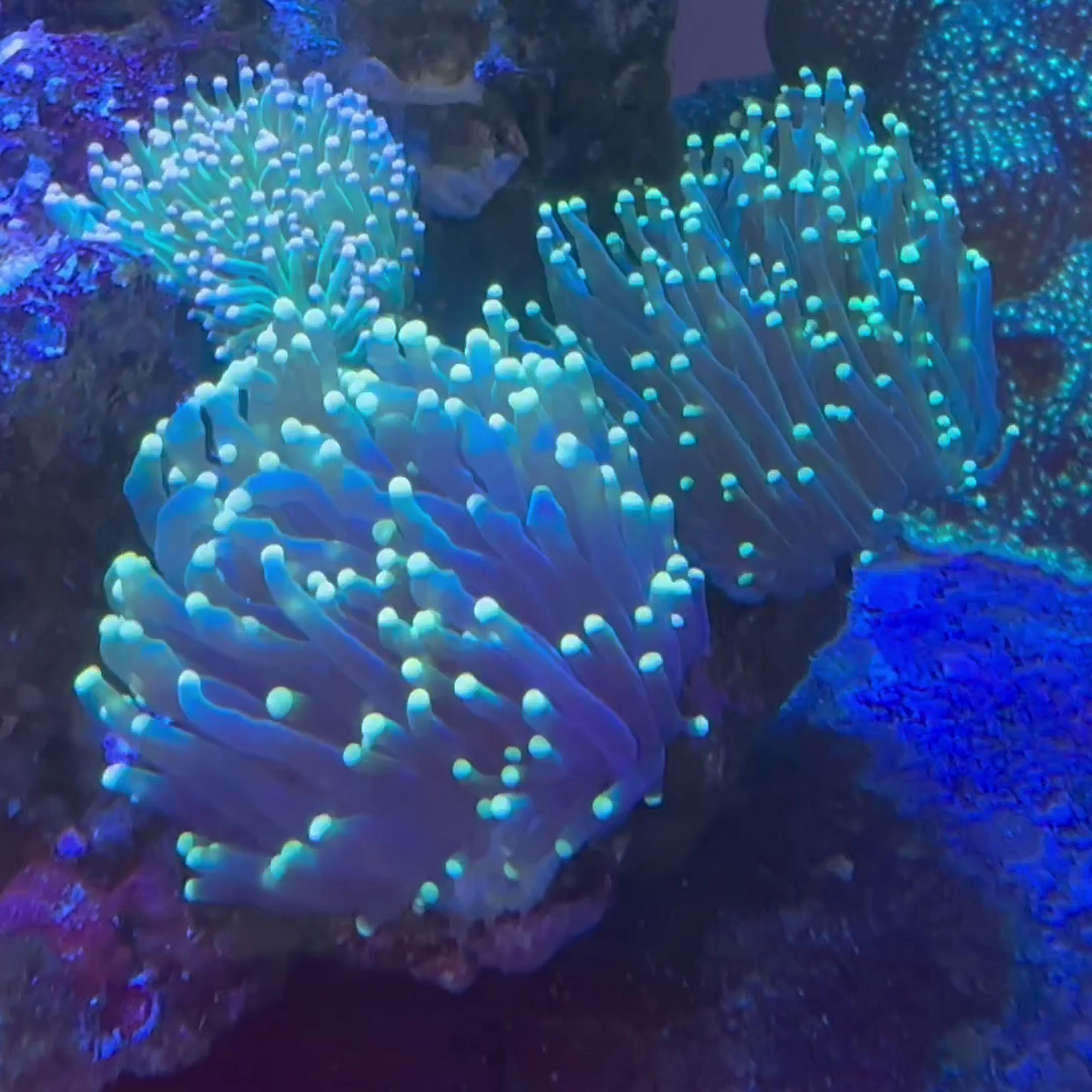 Aquatic Underworld Valrico