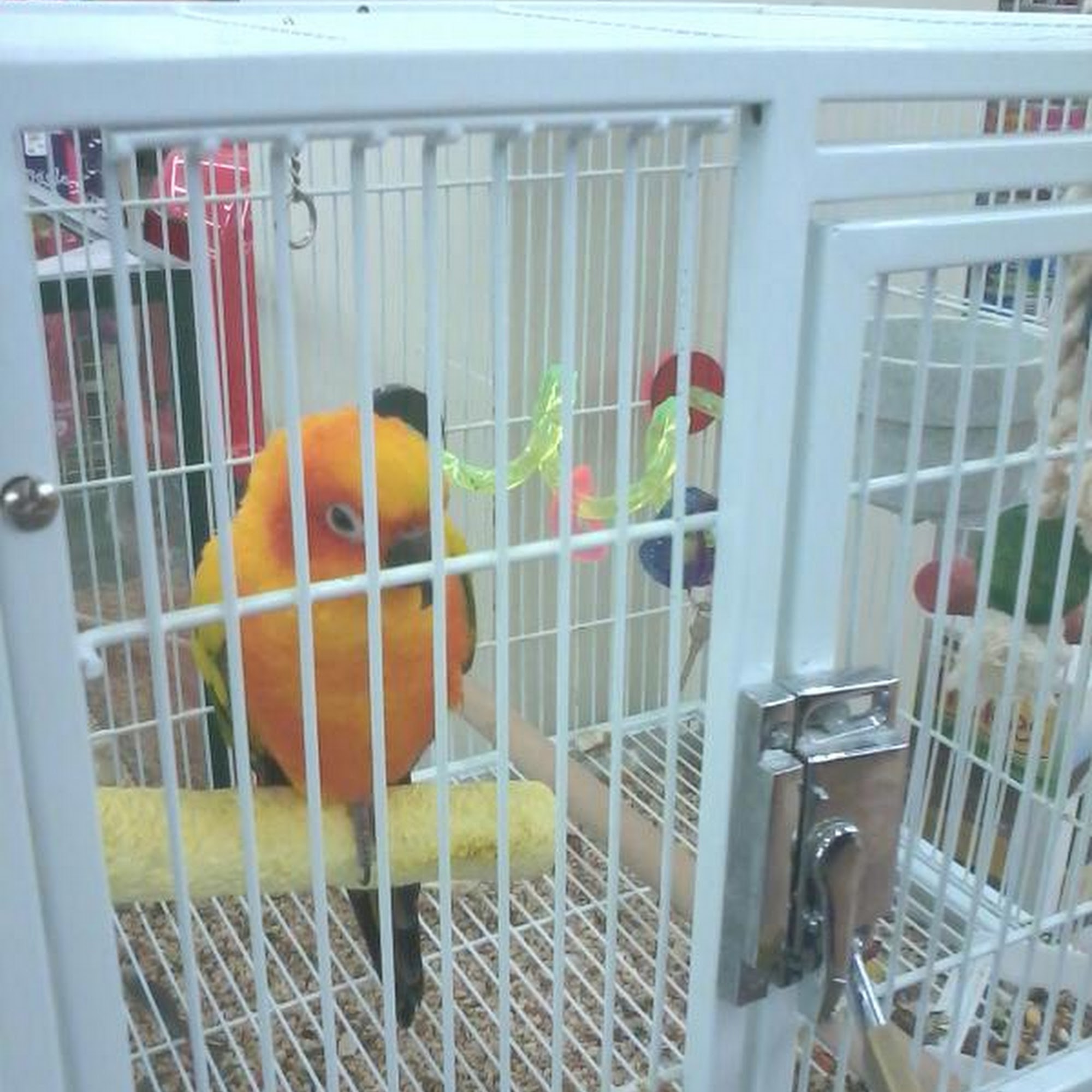 Pet Supermarket Venice