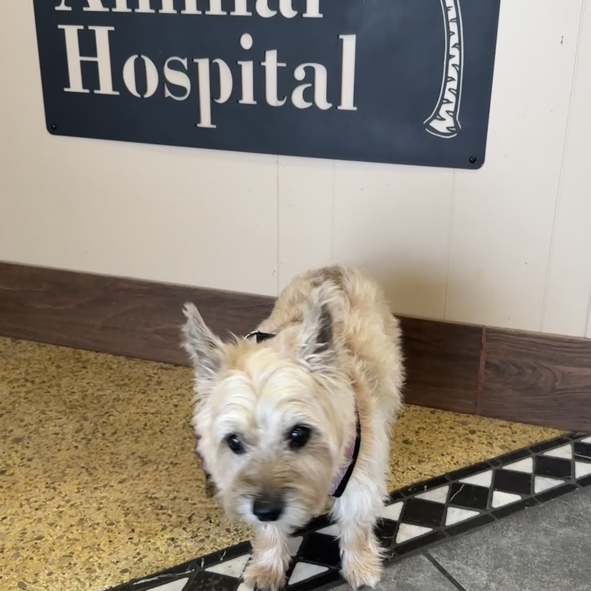 Island Animal Hospital of Venice Venice