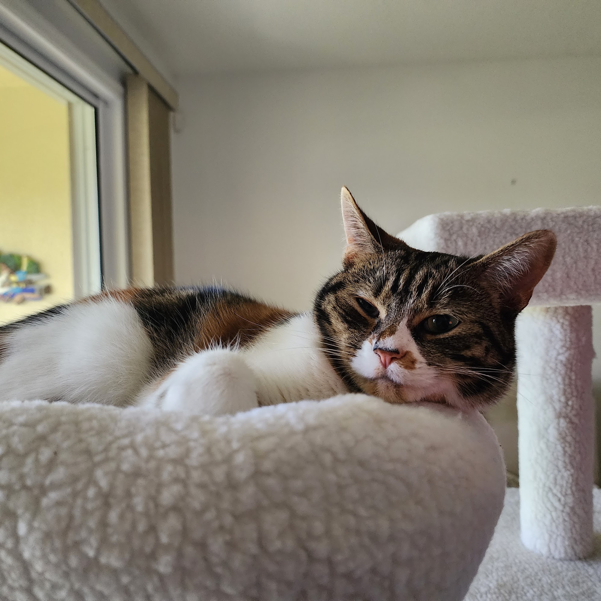 Venice Animal Clinic Venice