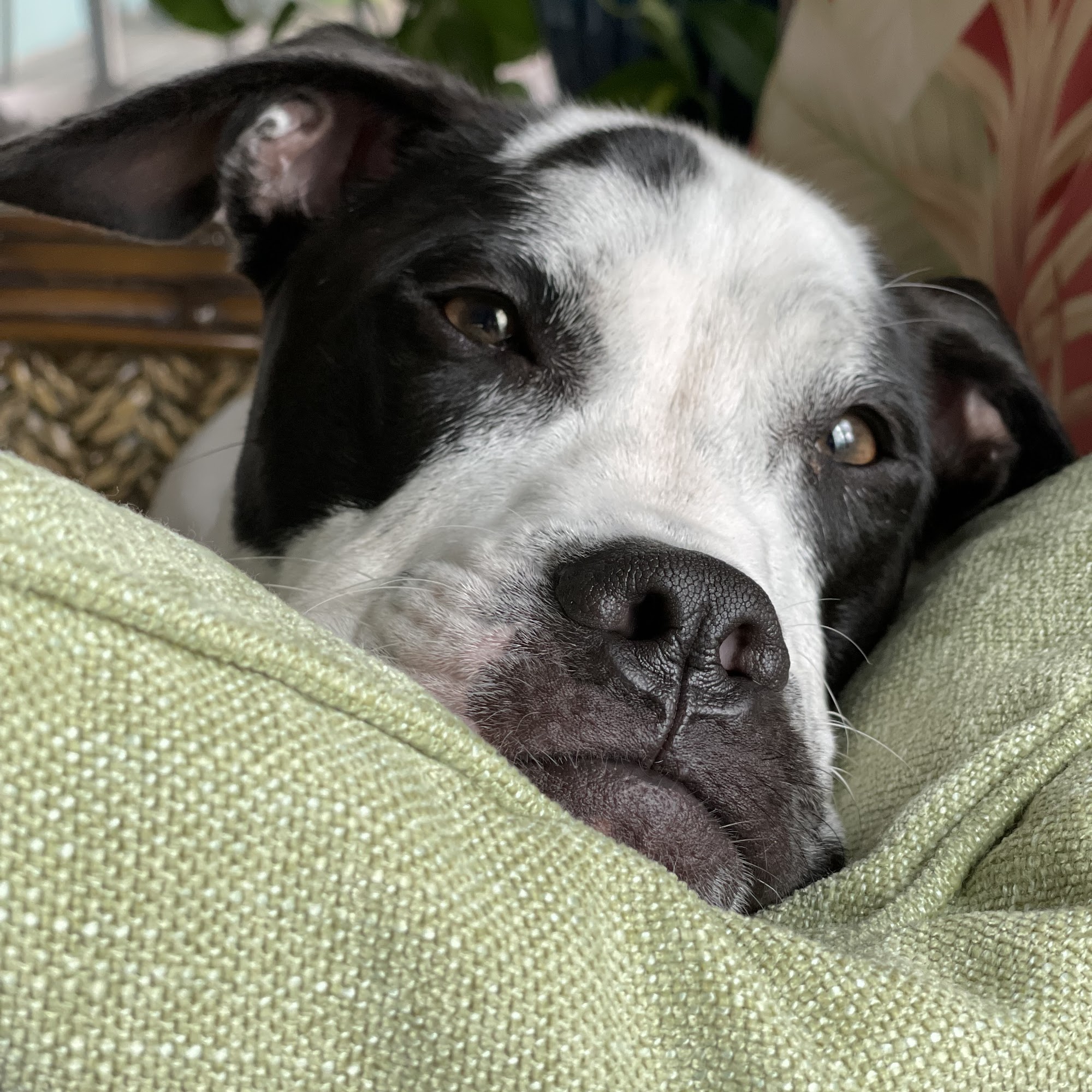 South Trail Animal Hospital Venice