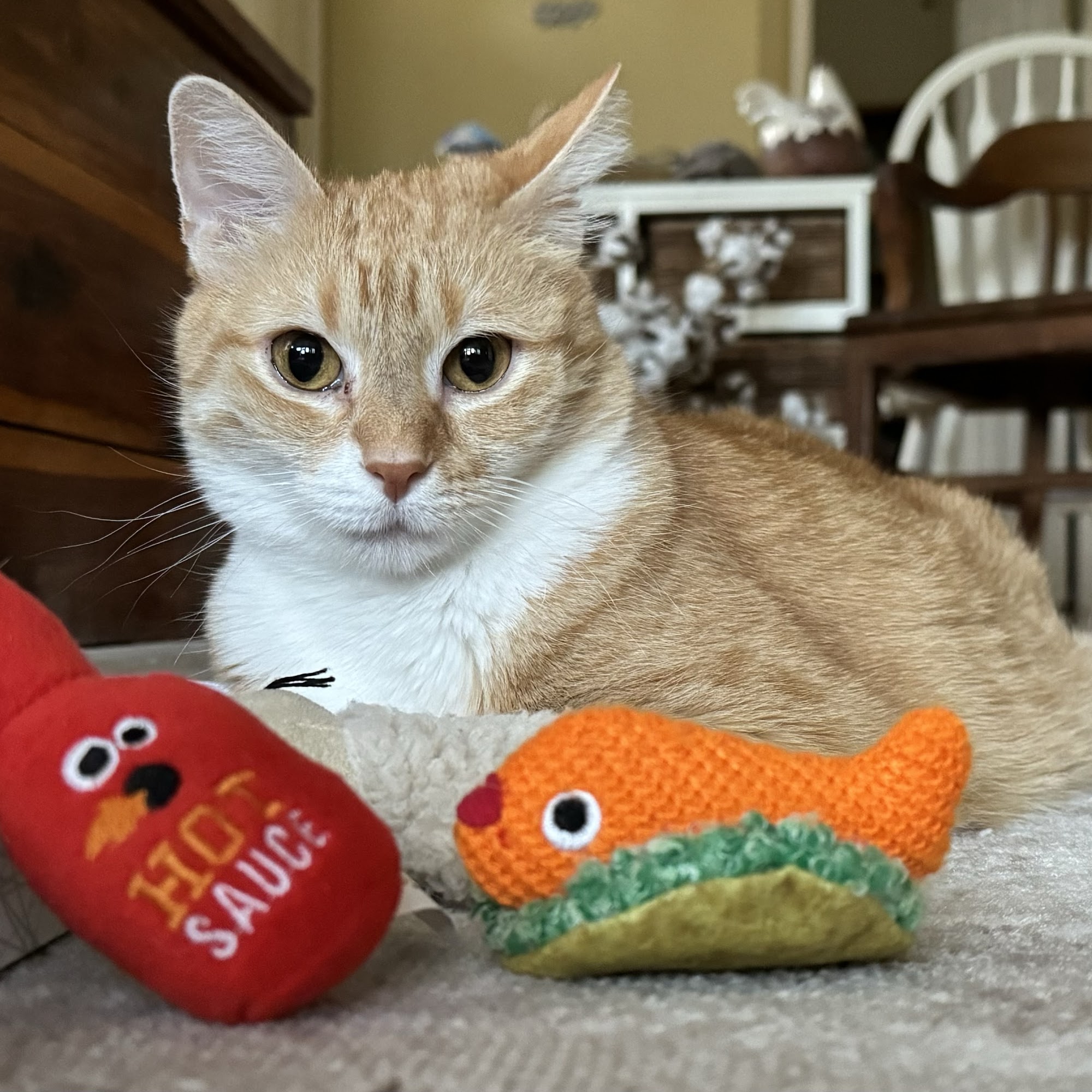 Jacaranda Animal Hospital- Dr. Kelley Garner Venice