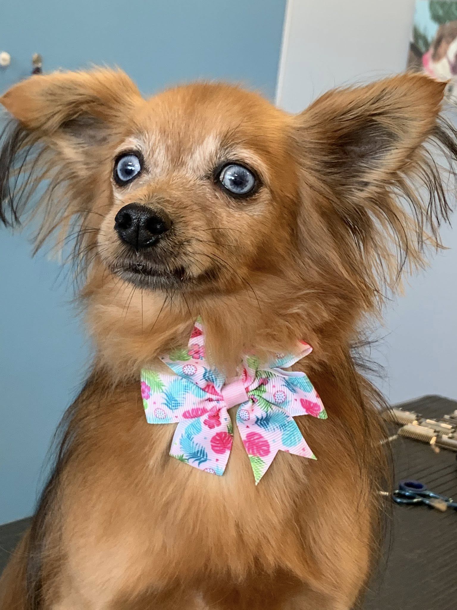 Shearers Grooming Salon Venice