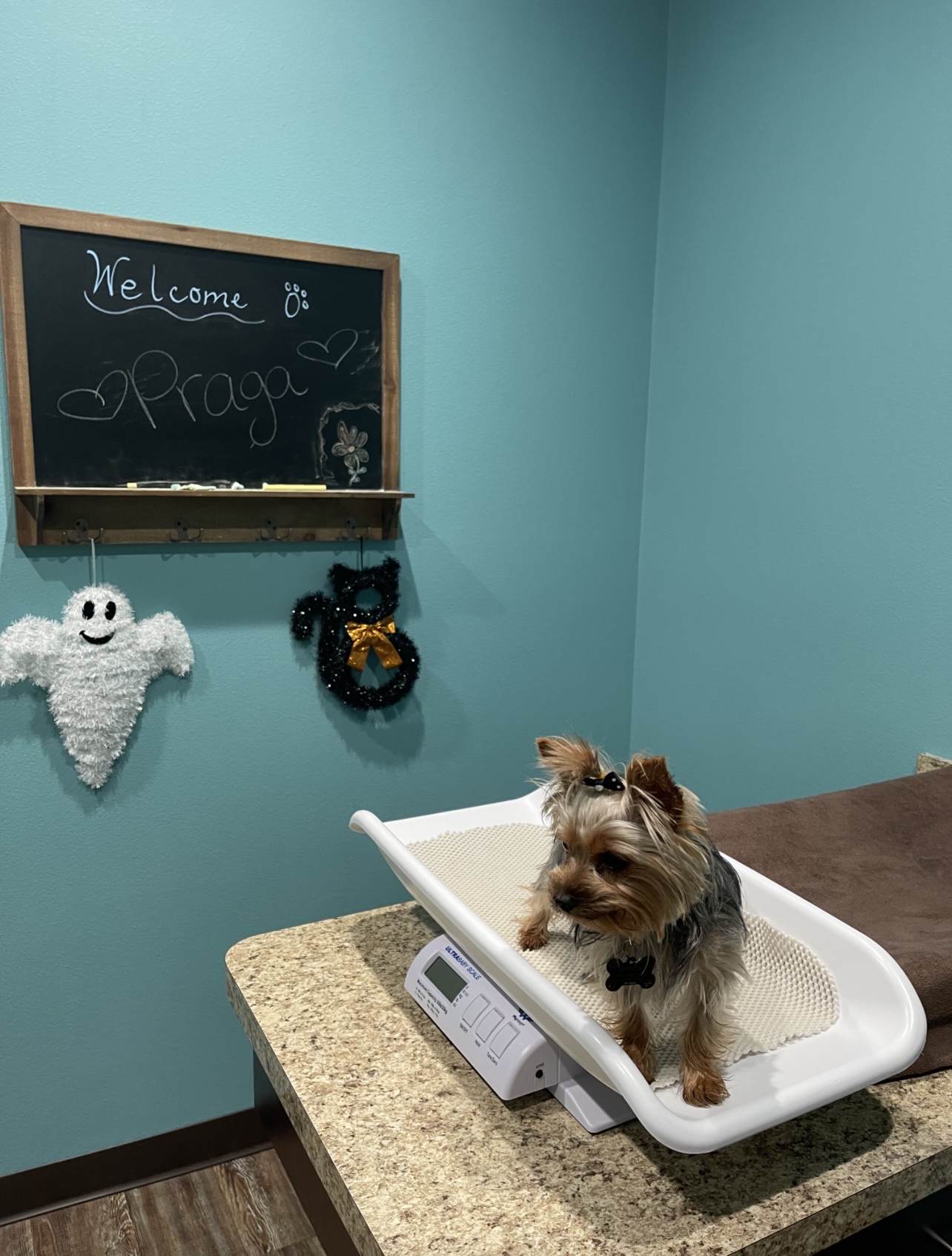 Marano Animal Hospital Venice