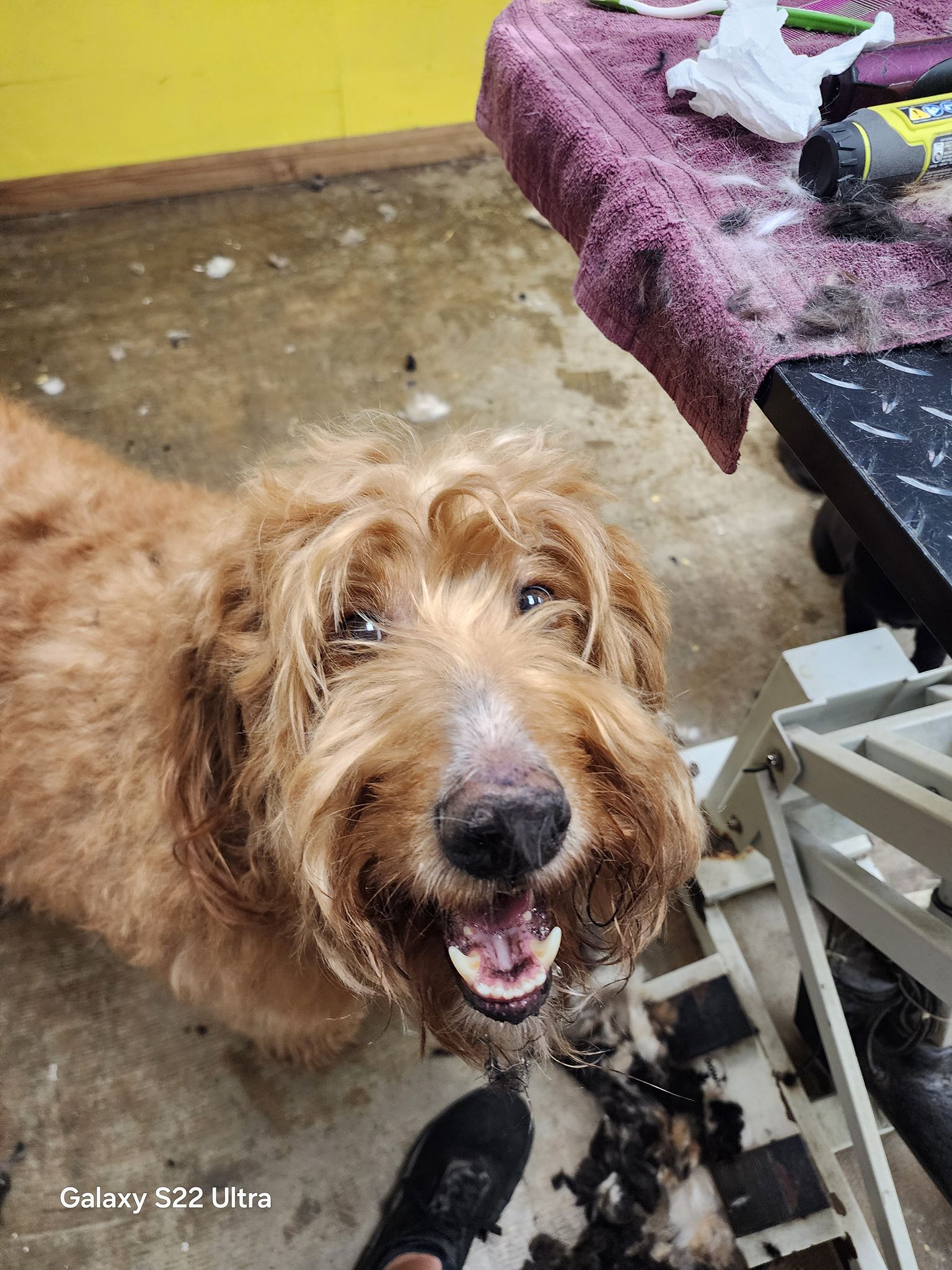 The Mutt Hutt Grooming Salon by Bobie Venice