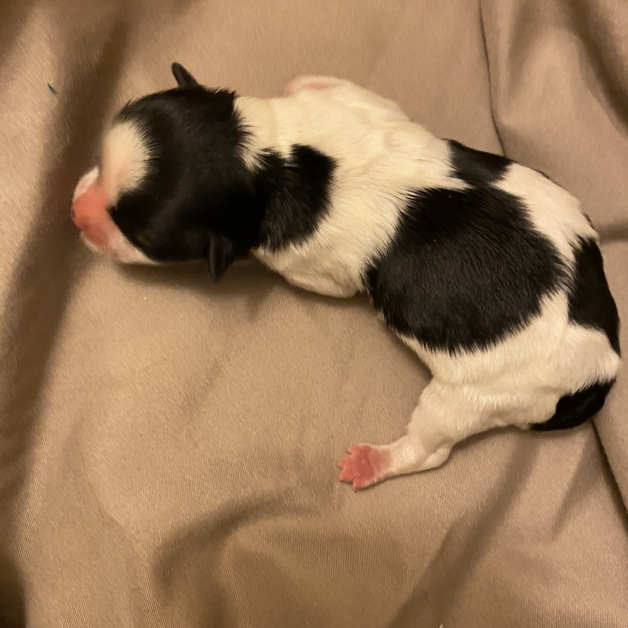 Twins havanese Venice