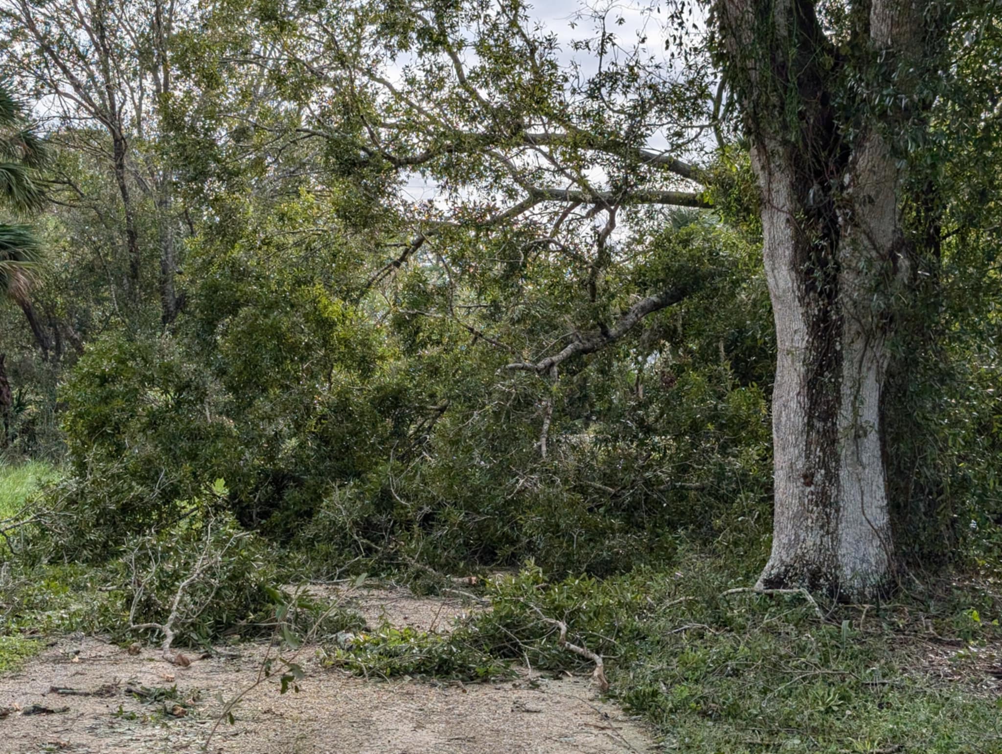 Greencove Kennel Venice