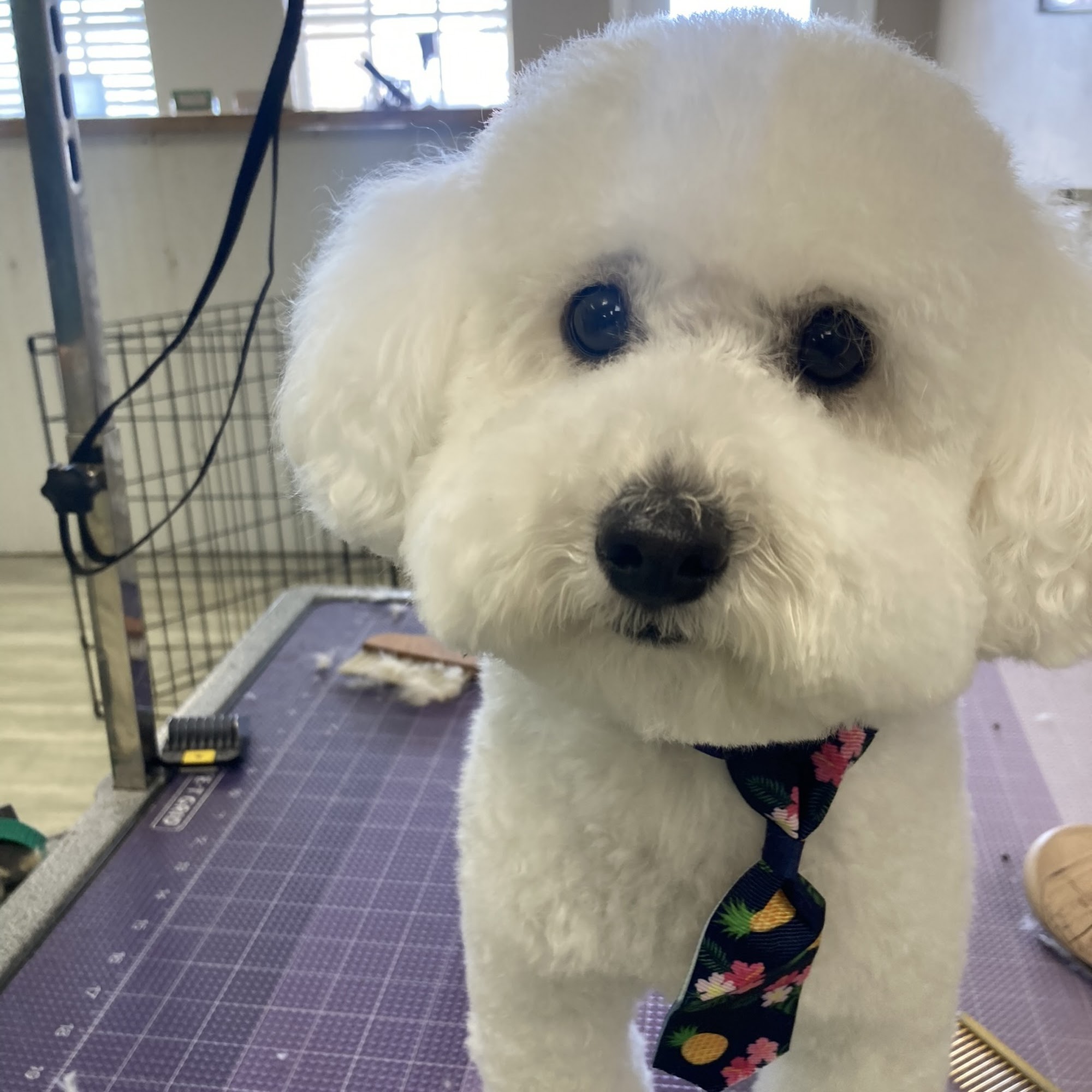 Poobears grooming service Venice