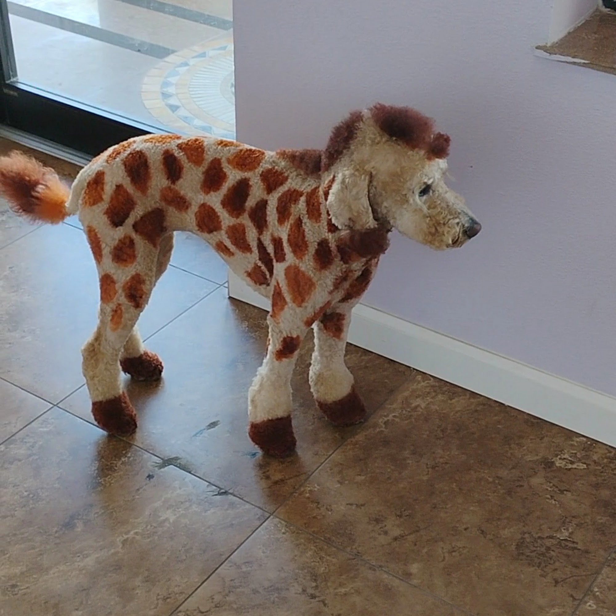 Pawfectionist Grooming Salon and Spa Venice