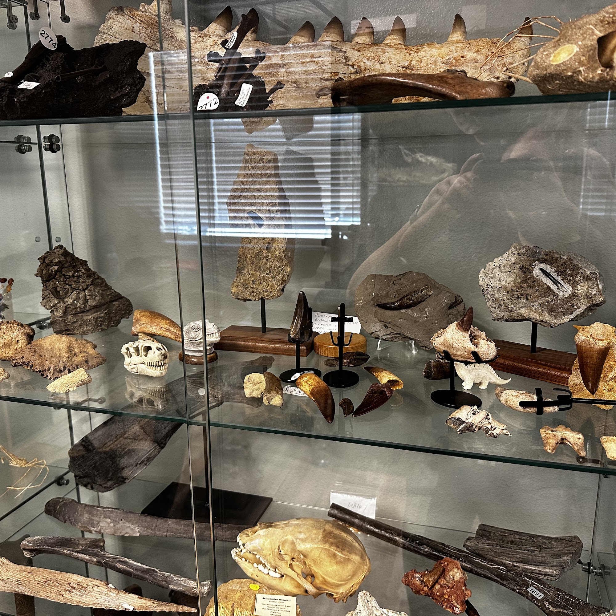 Fossils Online 787 Commerce Dr # 1, Venice Florida 34292