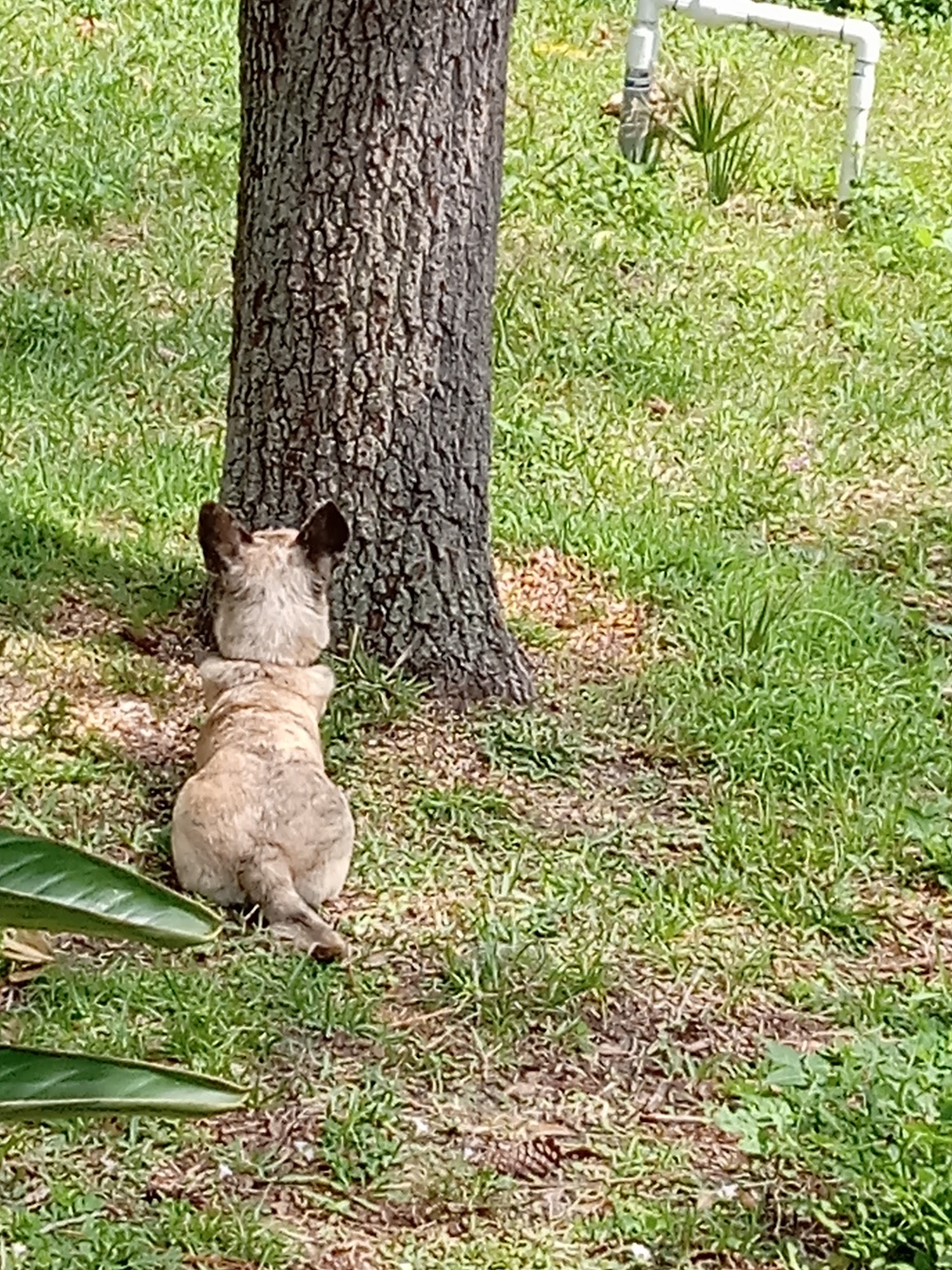 Live Oak Animal Hospital Vero Beach