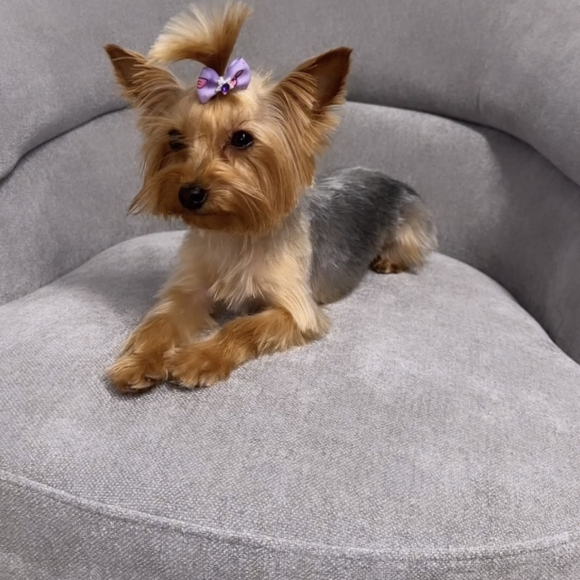 Live Oak Animal Hospital Vero Beach