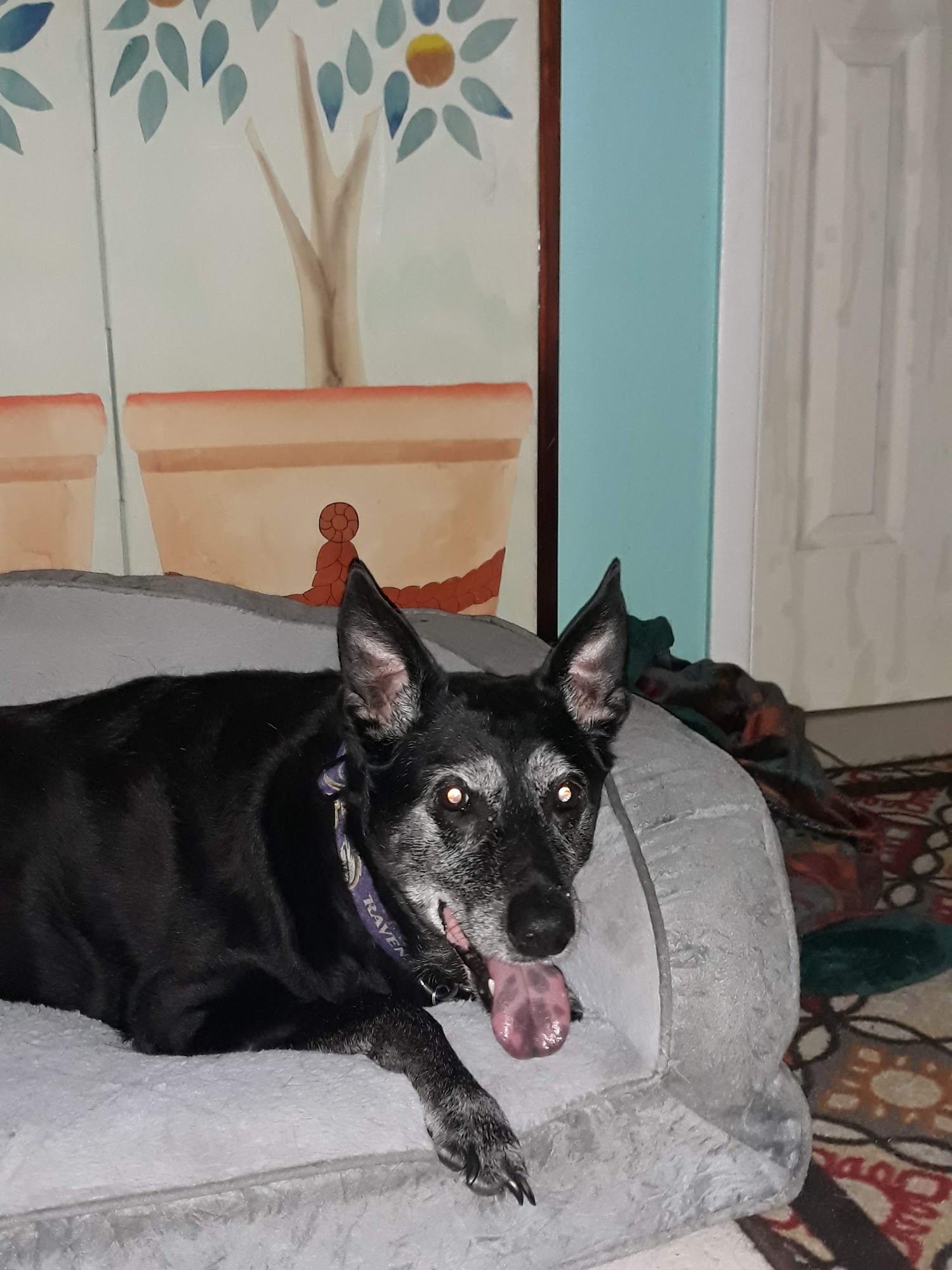 Southside Veterinary Hospital Vero Beach