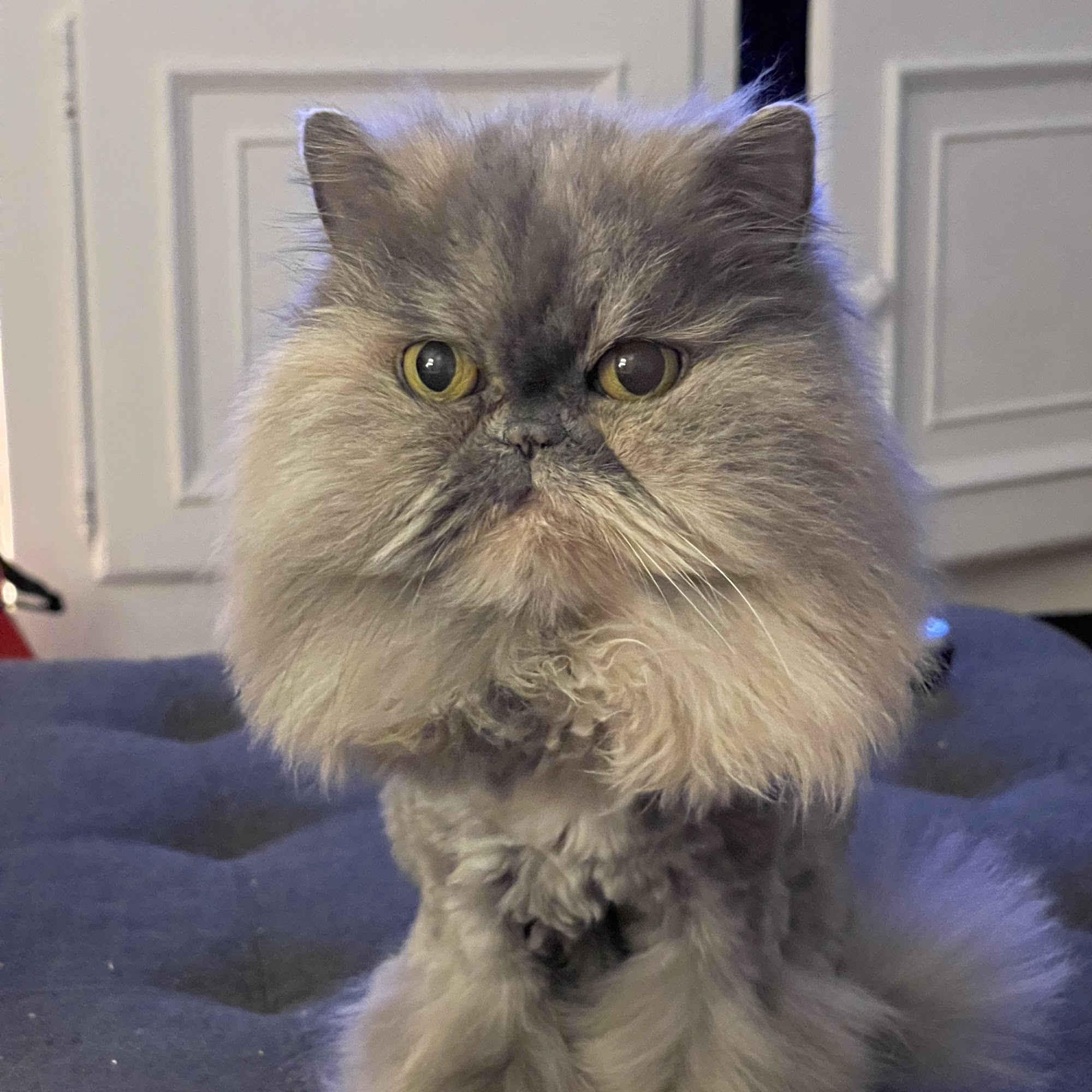 Kirby Veterinary Hospital Vero Beach