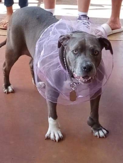 Kirby Veterinary Hospital Vero Beach