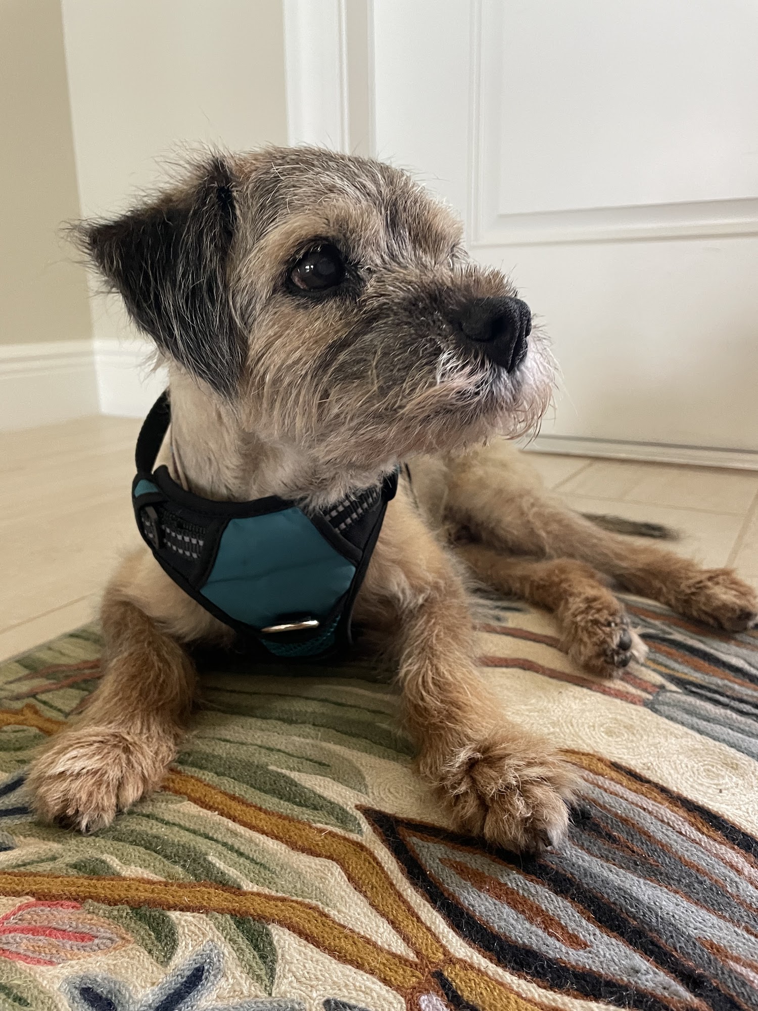 Village Pet Clinic Vero Beach