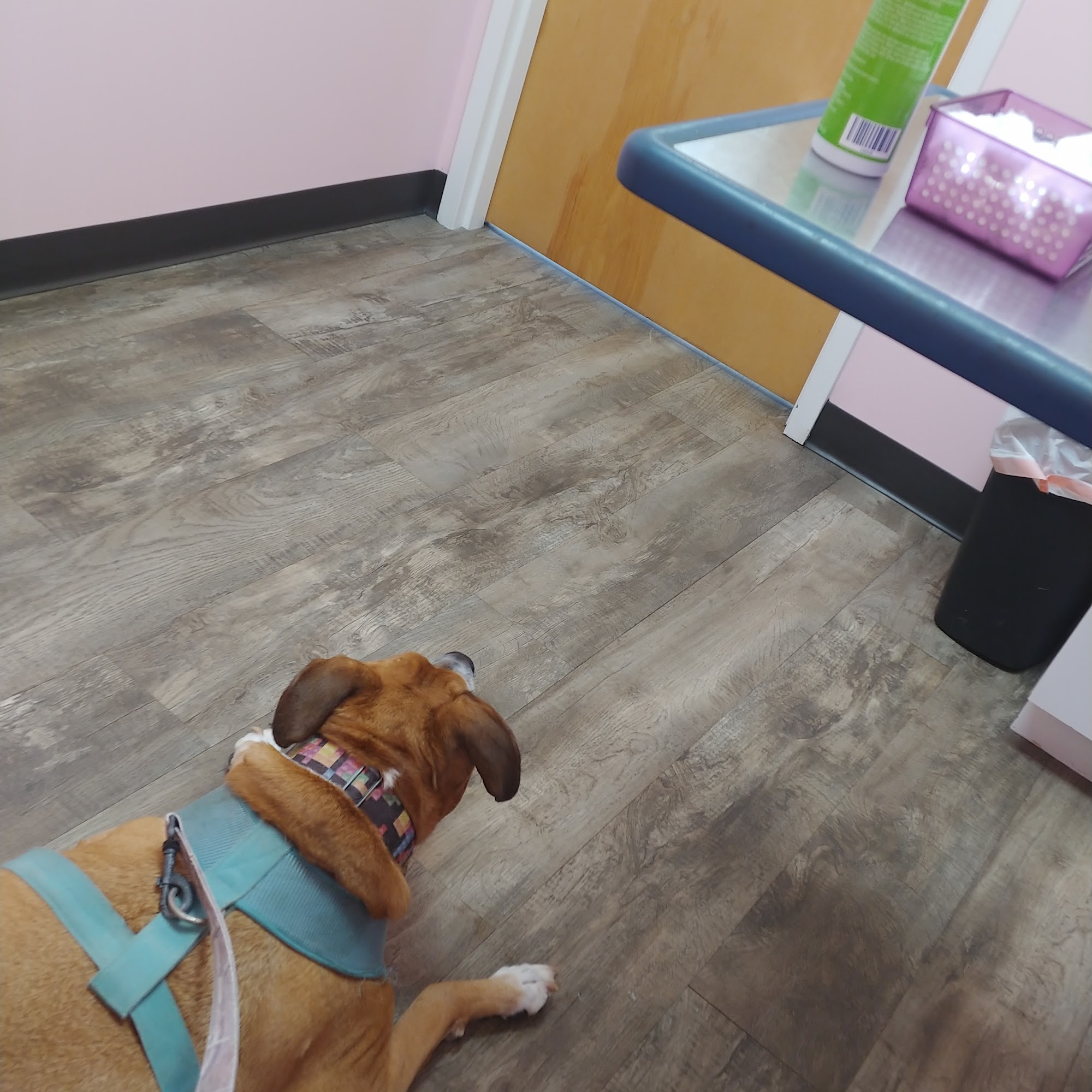 Dr Dan's Animal Hospital Vero Beach