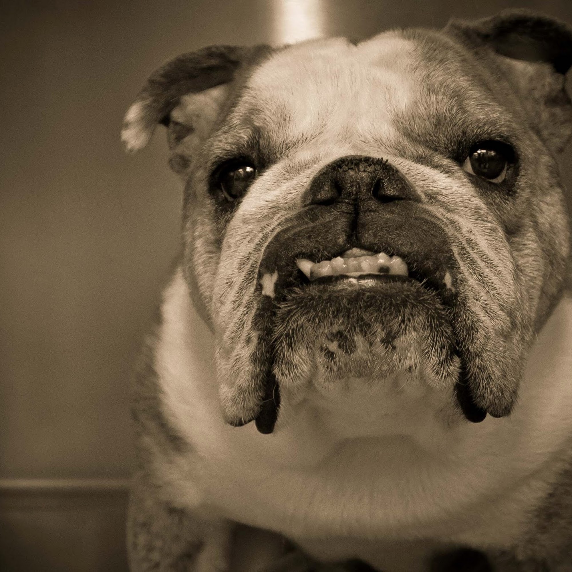 Planet Pet Animal Hospital Vero Beach