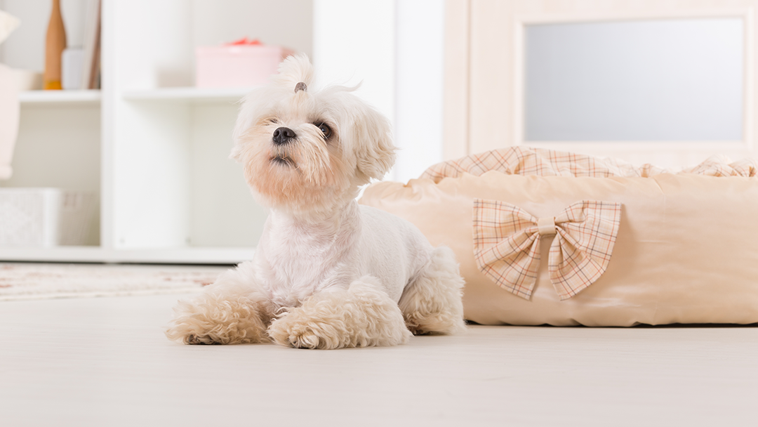 Indian River Animal Hospital Vero Beach